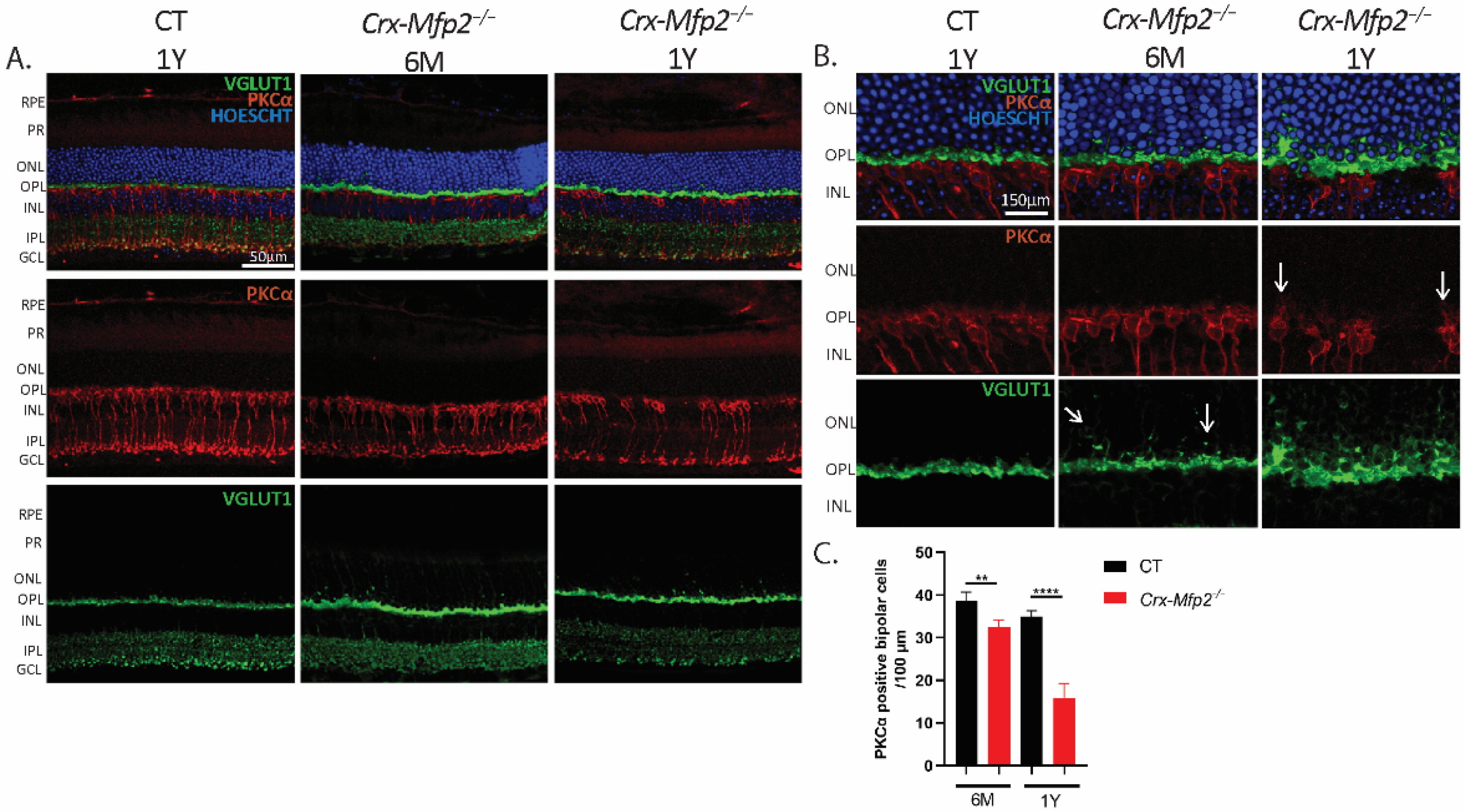 Cells 11 00161 g005 Cells 11 00161 g005