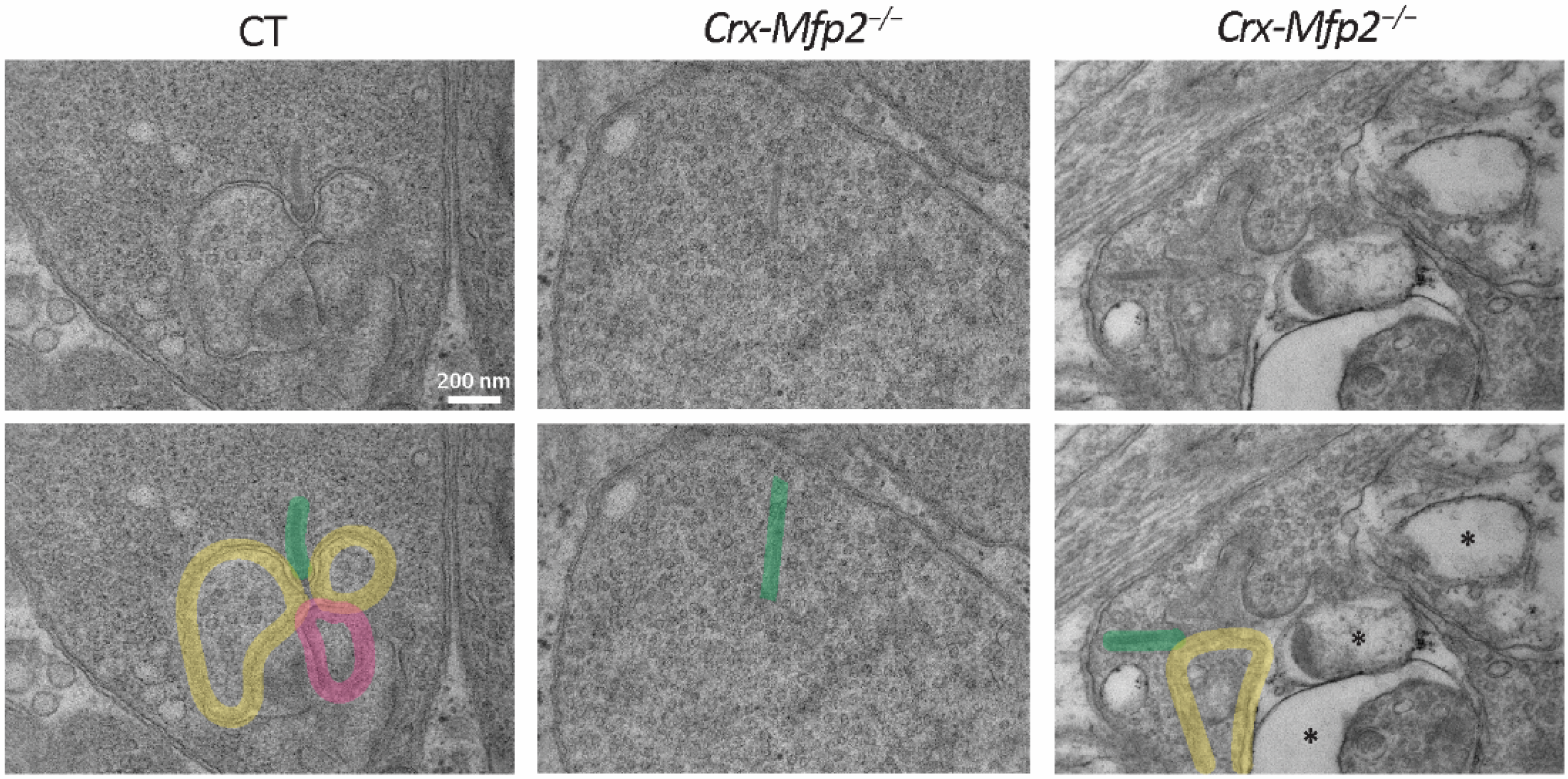 Cells 11 00161 g006 Cells 11 00161 g006