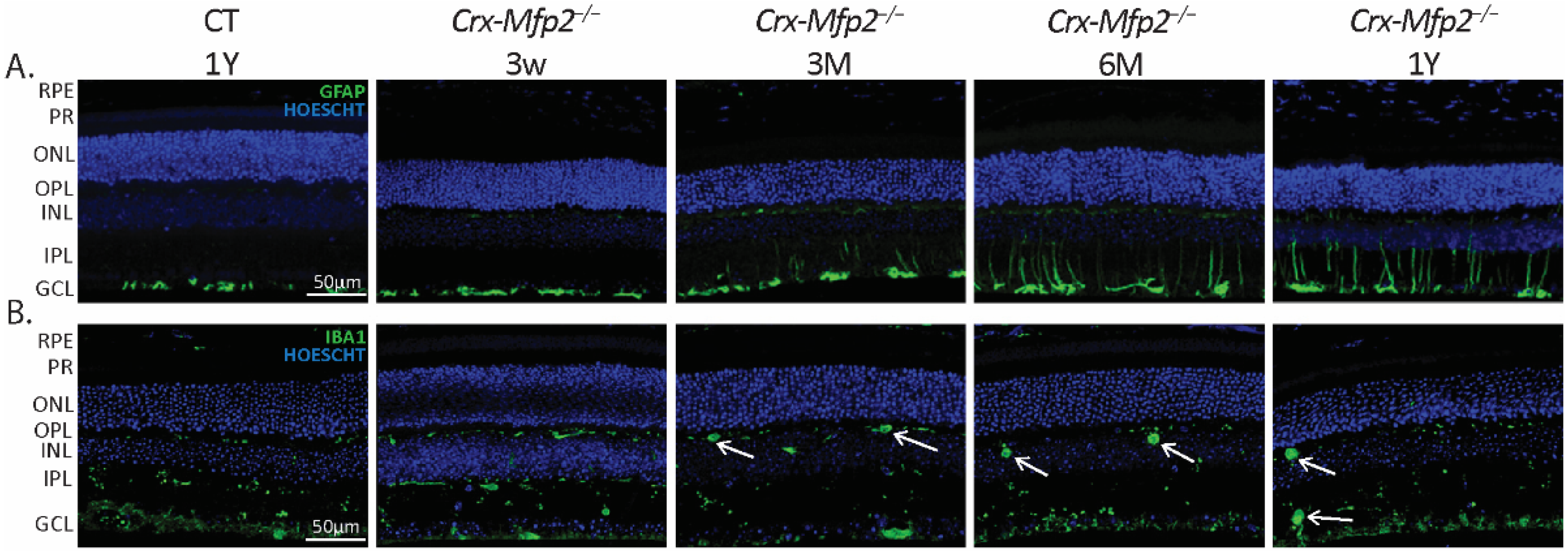 Cells 11 00161 g007 Cells 11 00161 g007