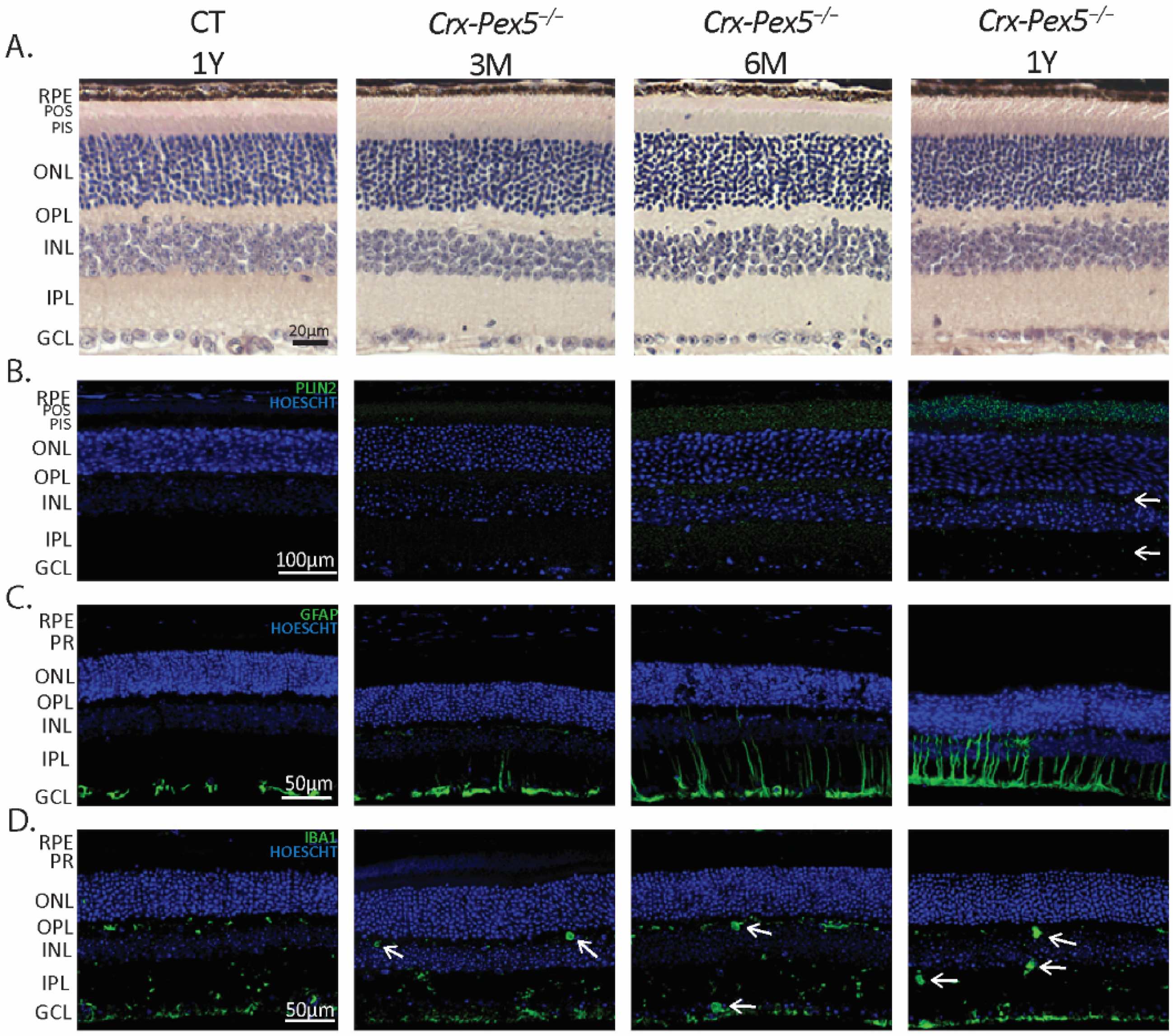 Cells 11 00161 g008 Cells 11 00161 g008
