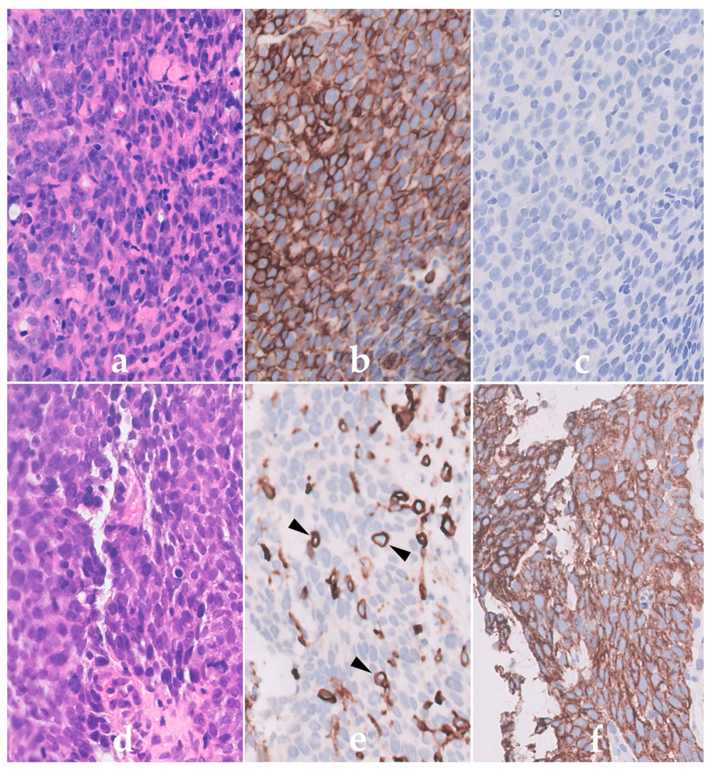 Cells 11 00174 g001 550