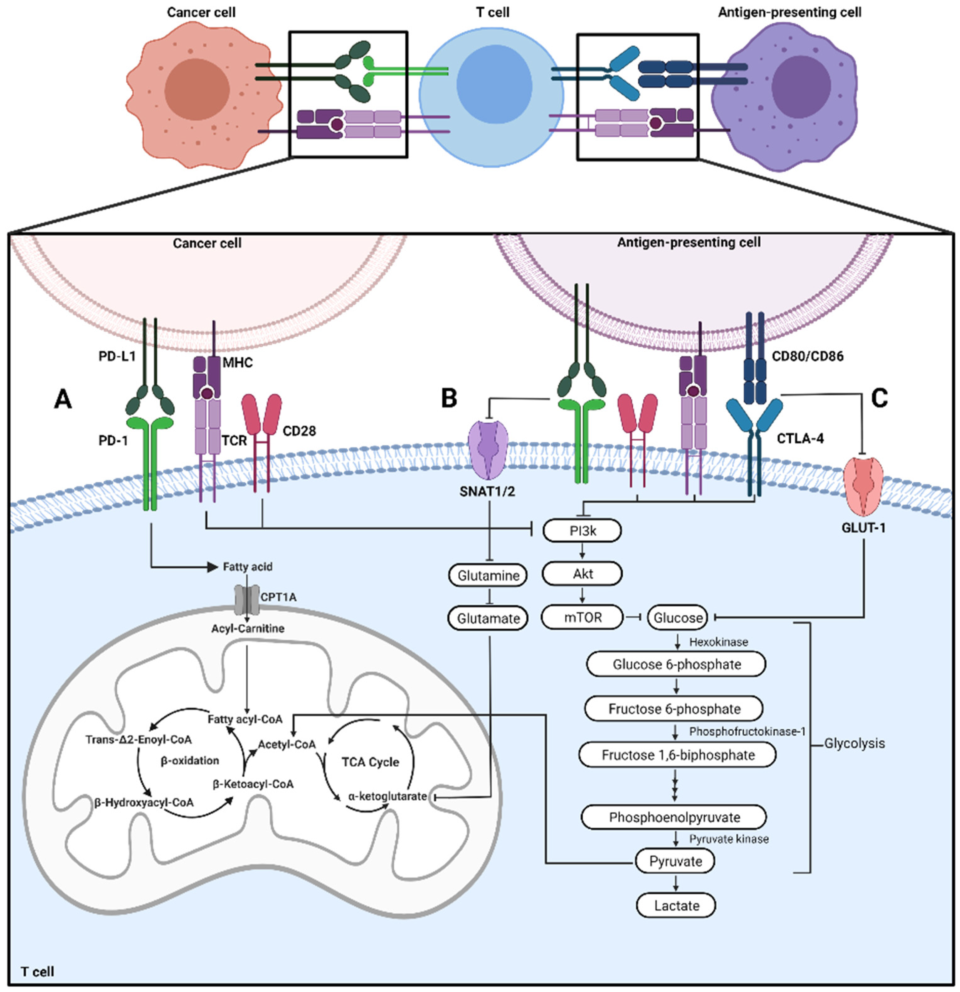 Cells 11 00179 g001 550
