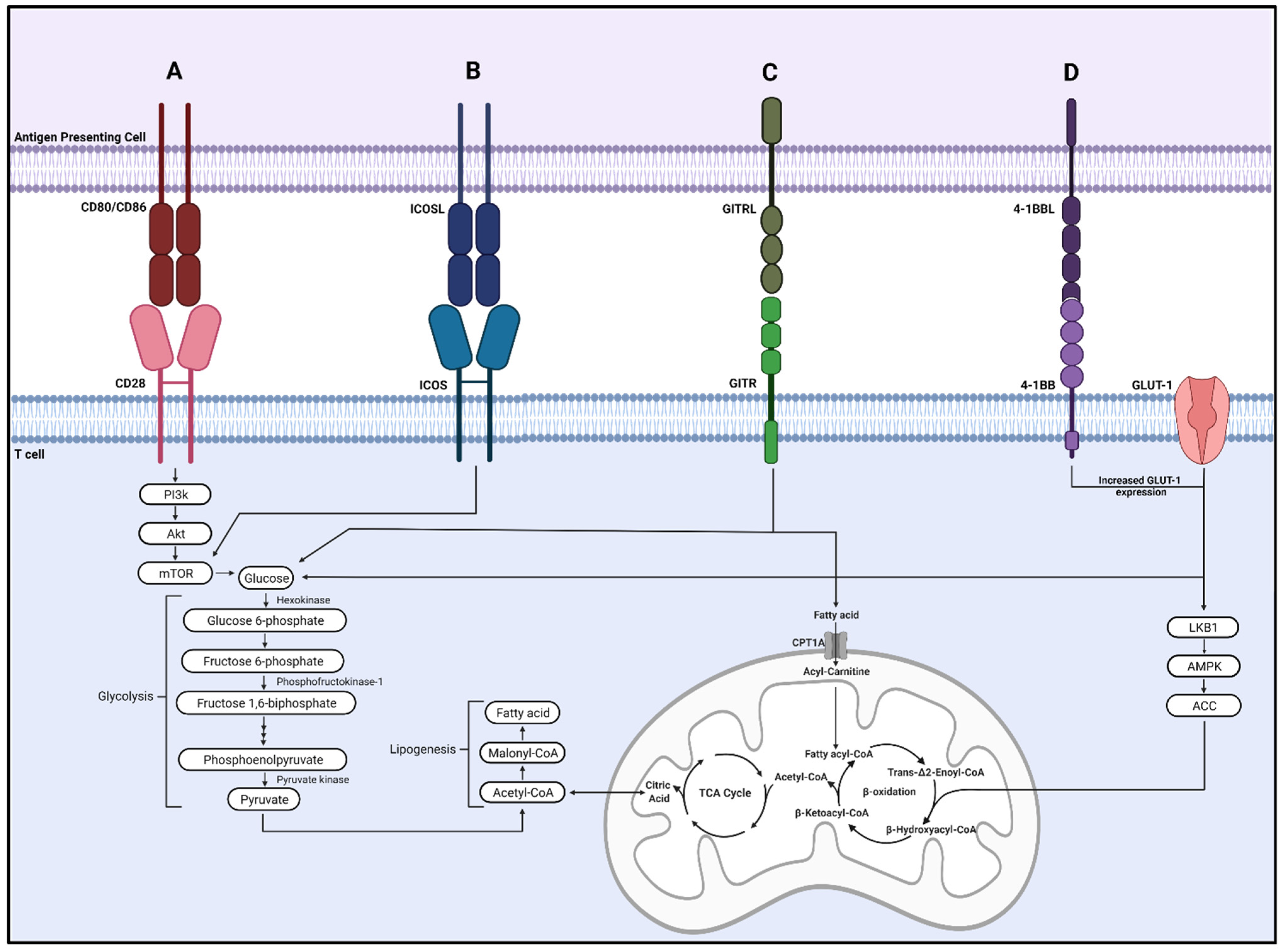 Cells 11 00179 g002 550