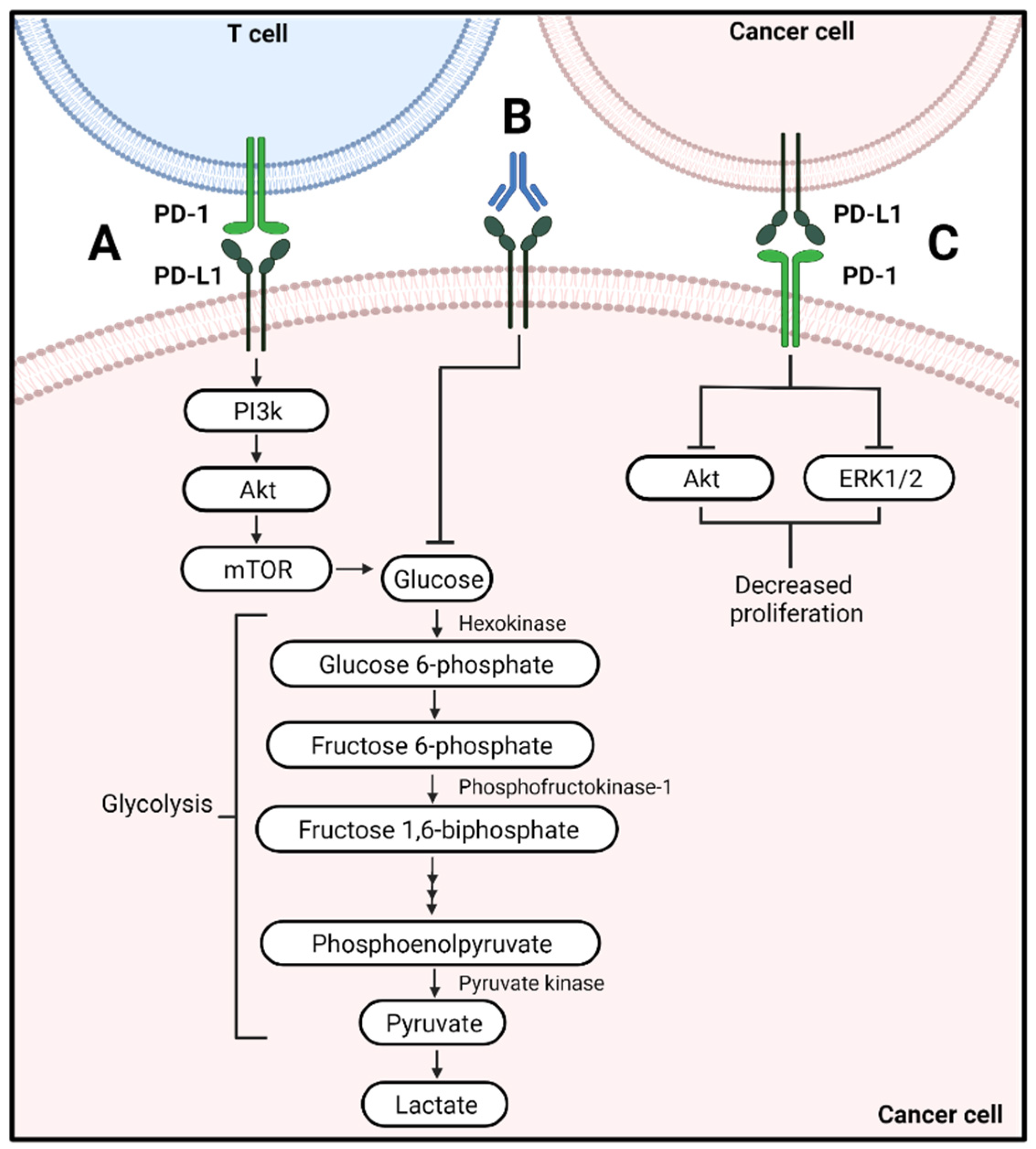 Cells 11 00179 g003 550