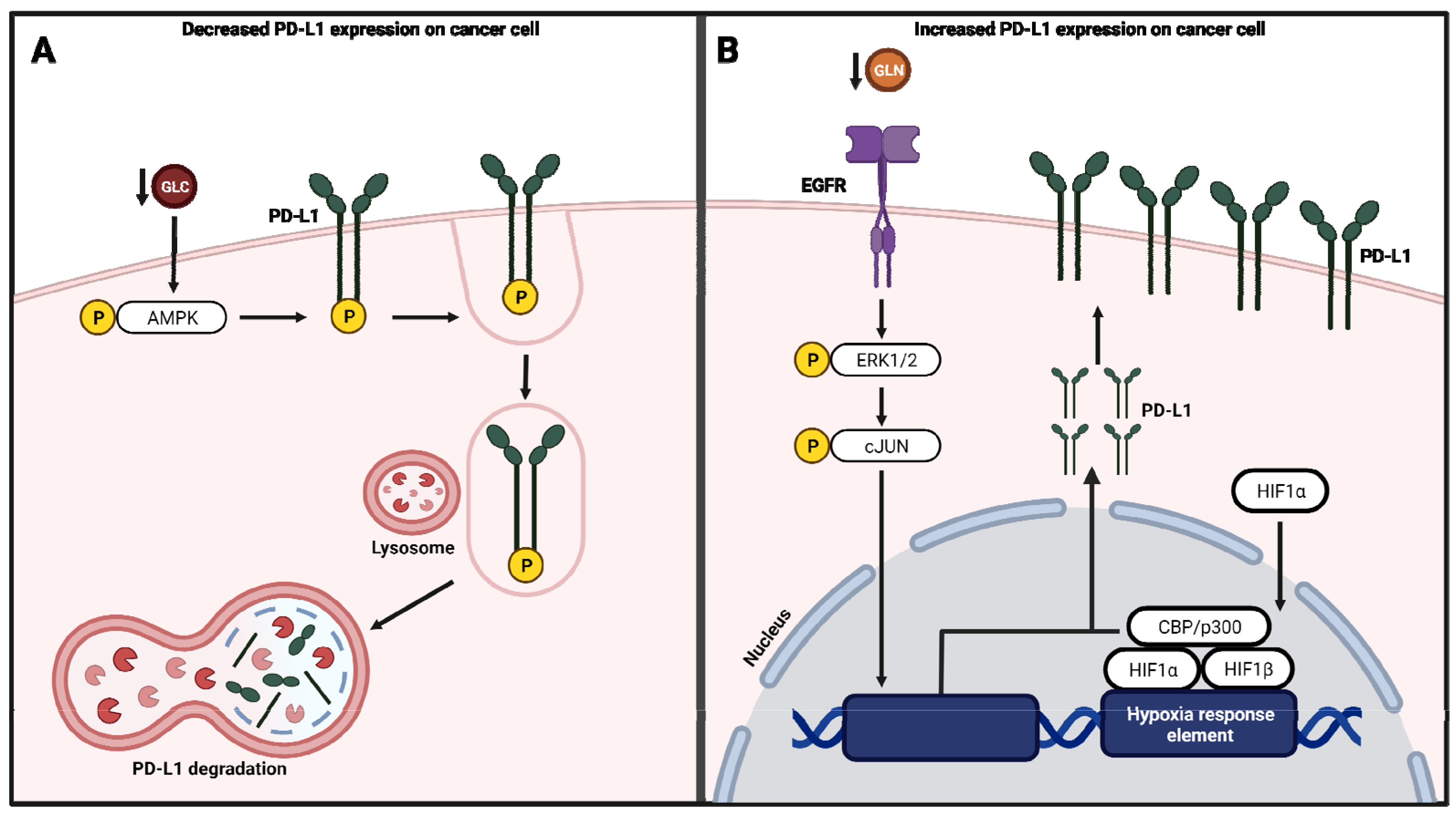 Cells 11 00179 g004 550
