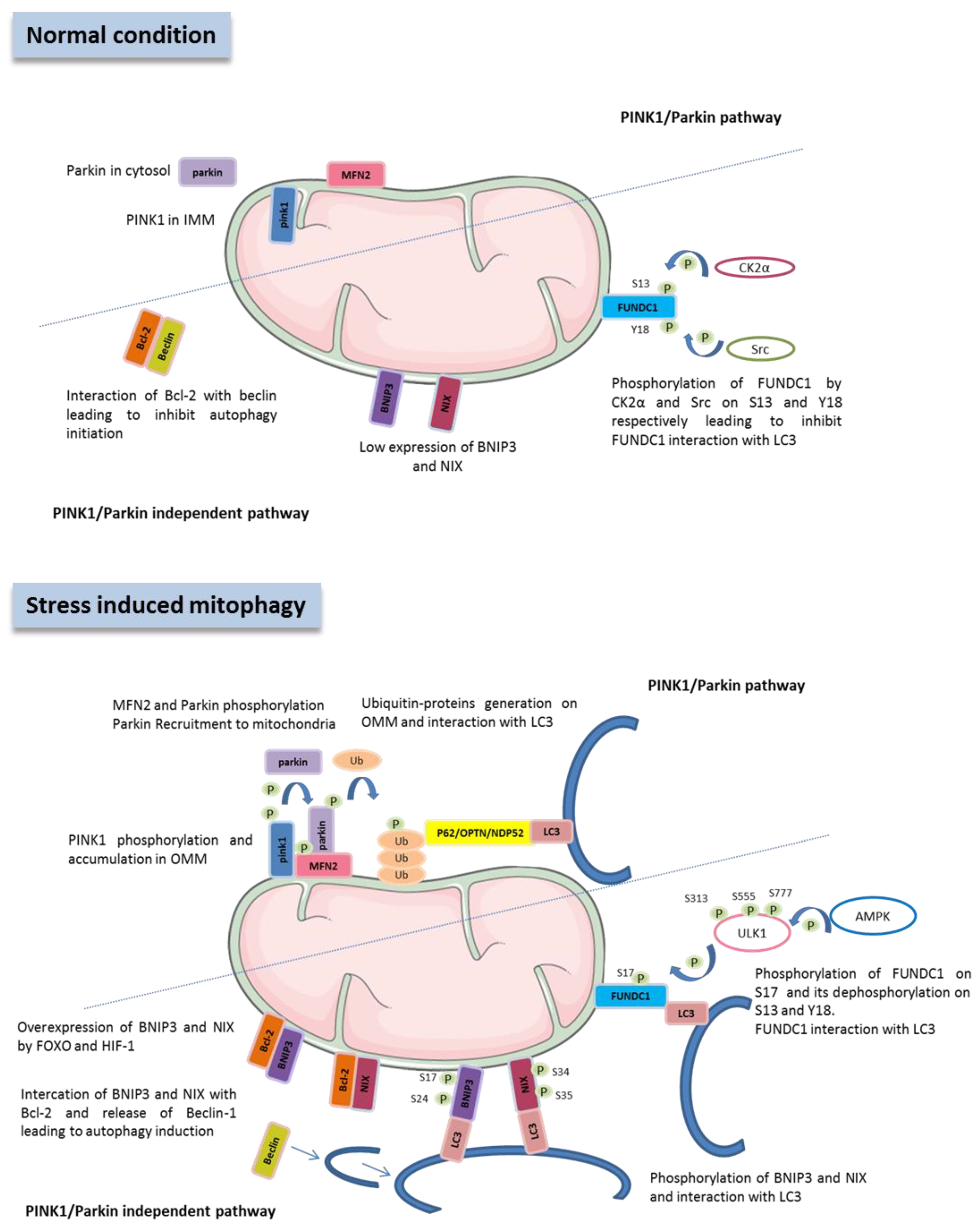 Mitophagy Regulation Following Myocardial Infarction Mitophagy Regulation Following Myocardial Infarction