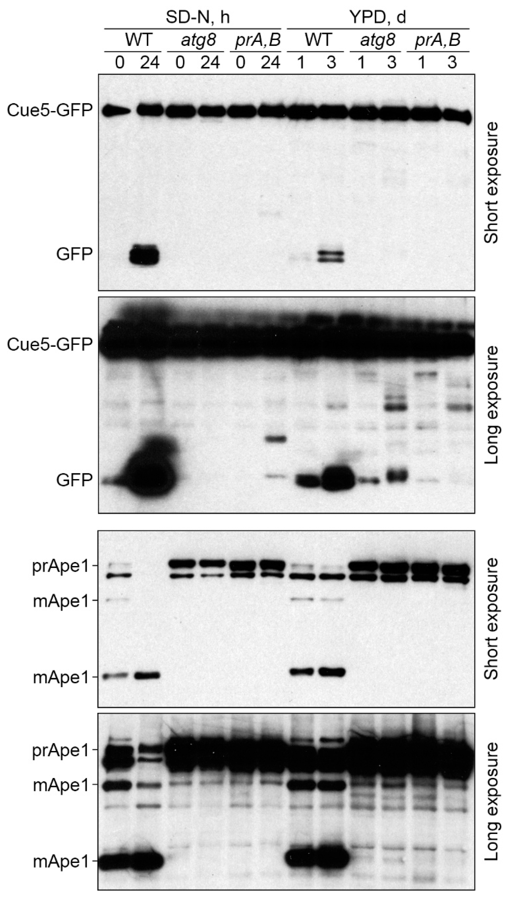 Cells 11 00215 g002 550