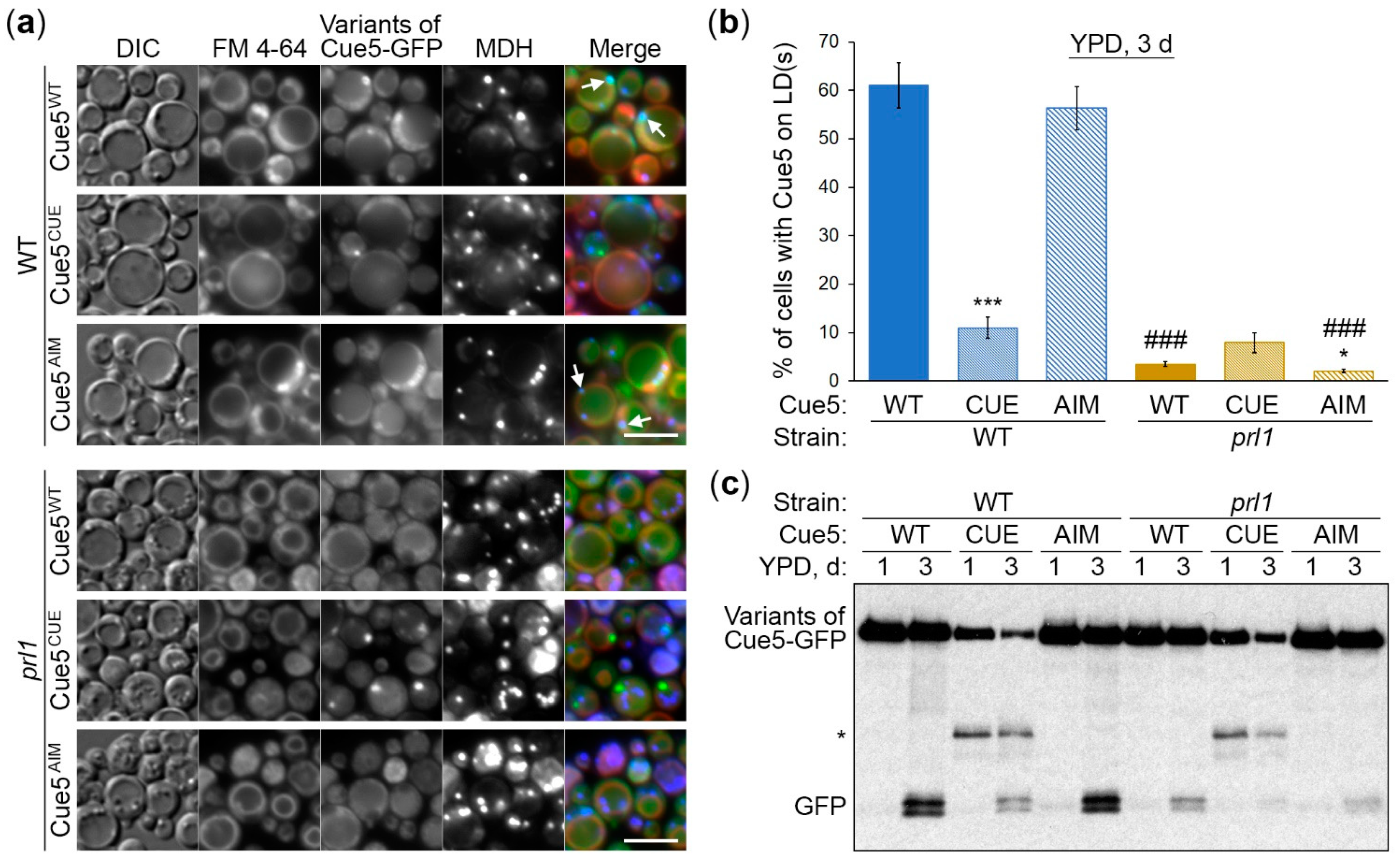 Cells 11 00215 g004 550