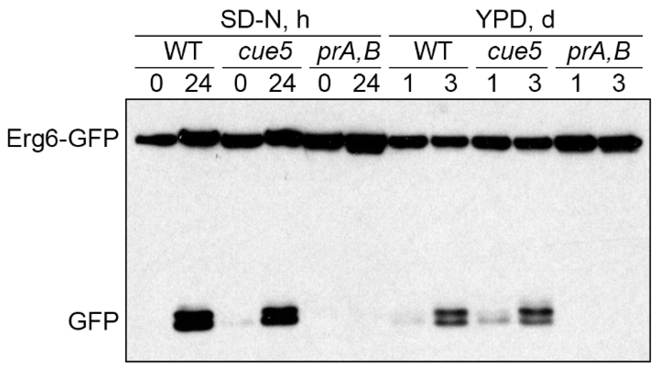 Cells 11 00215 g005 550