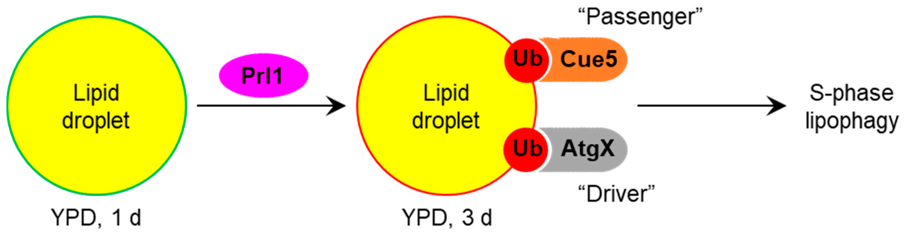 Cells 11 00215 g006 550