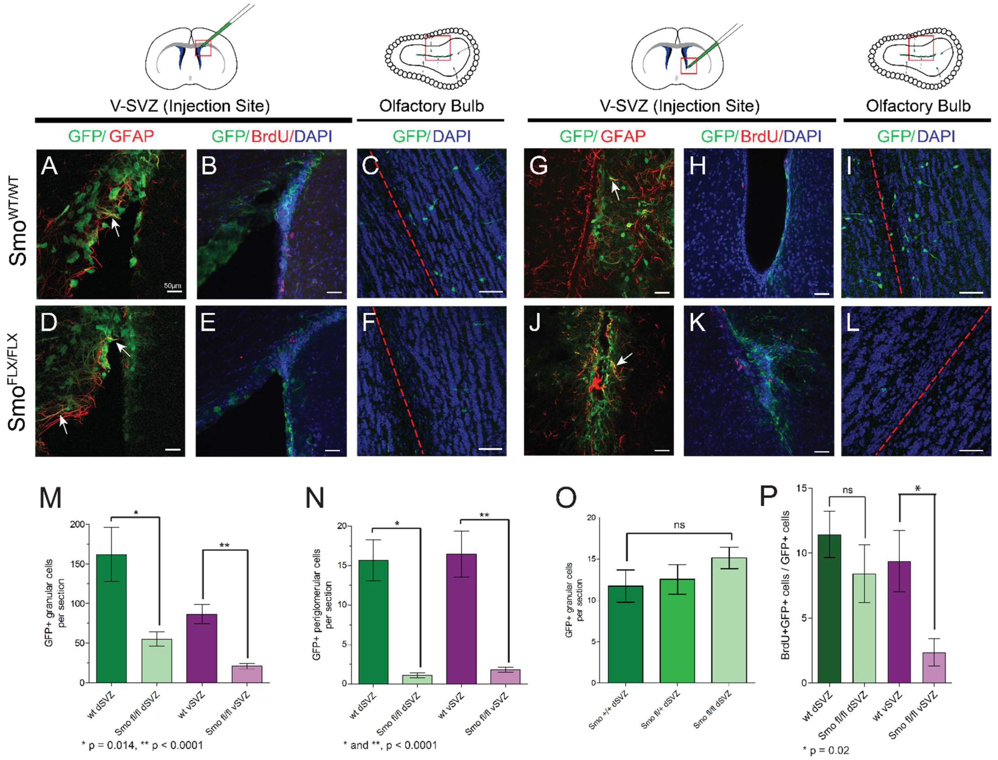 Cells 11 00218 g002 550