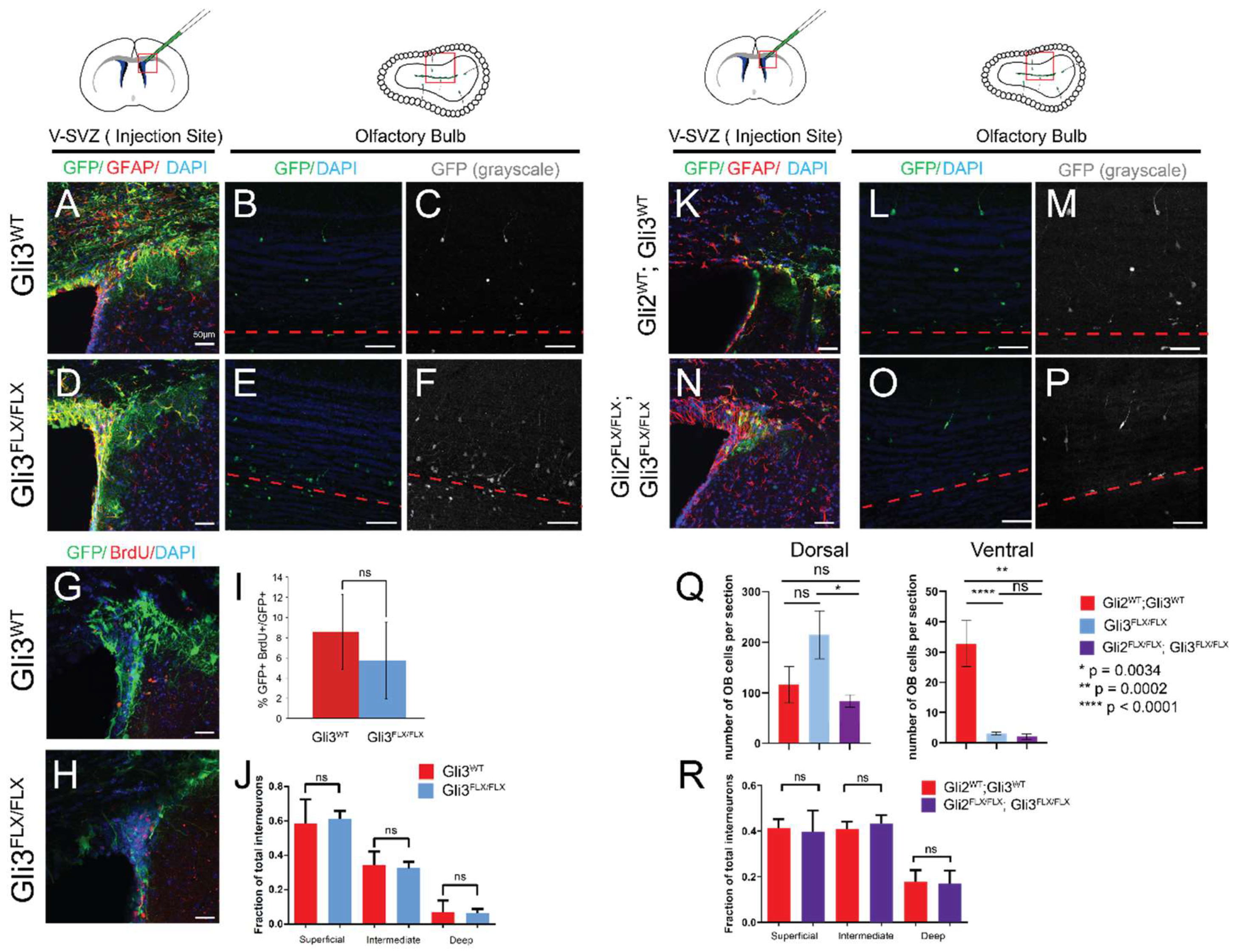 Cells 11 00218 g003 550