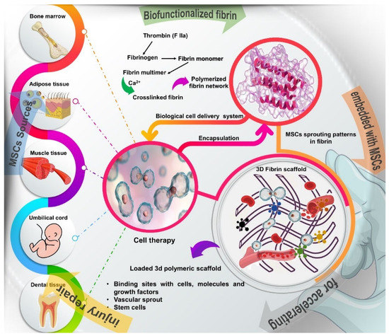Potential of Fibrin Glue and Mesenchymal Stem Cells (MSCs) to ...