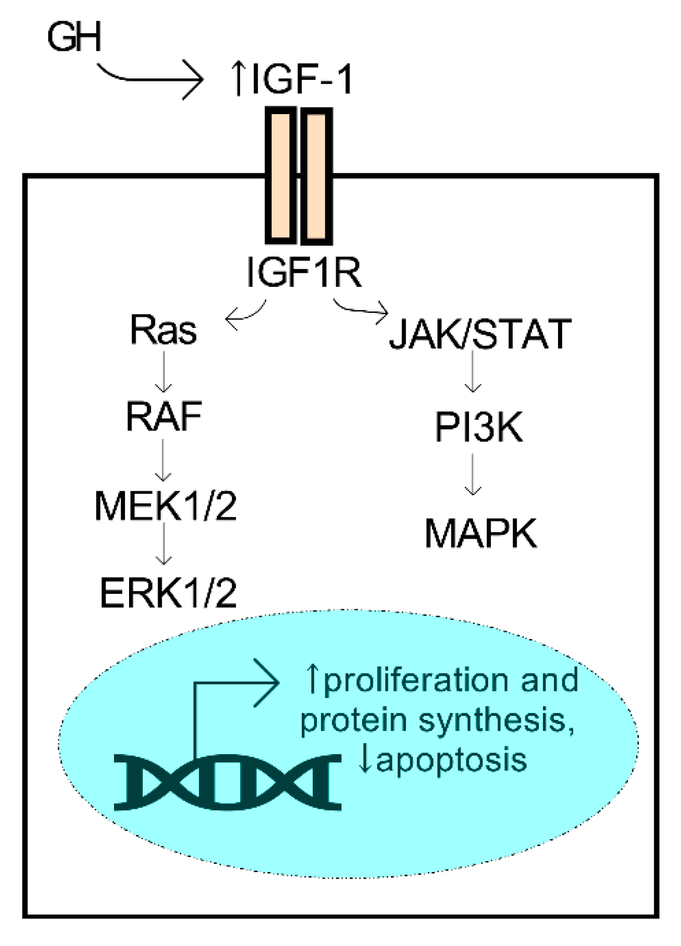 Cells 11 00224 g004 Cells 11 00224 g004