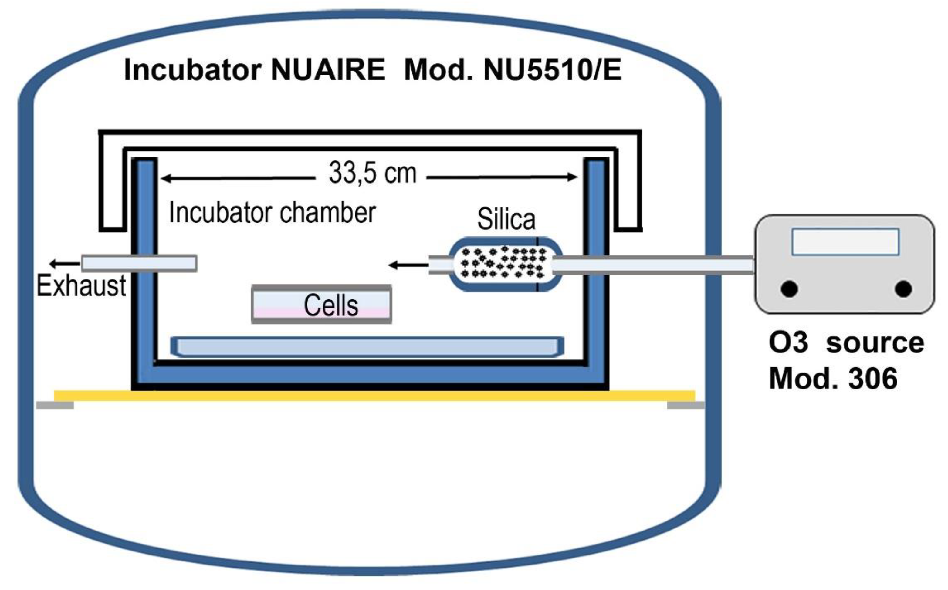 Cells 11 00226 g001 550