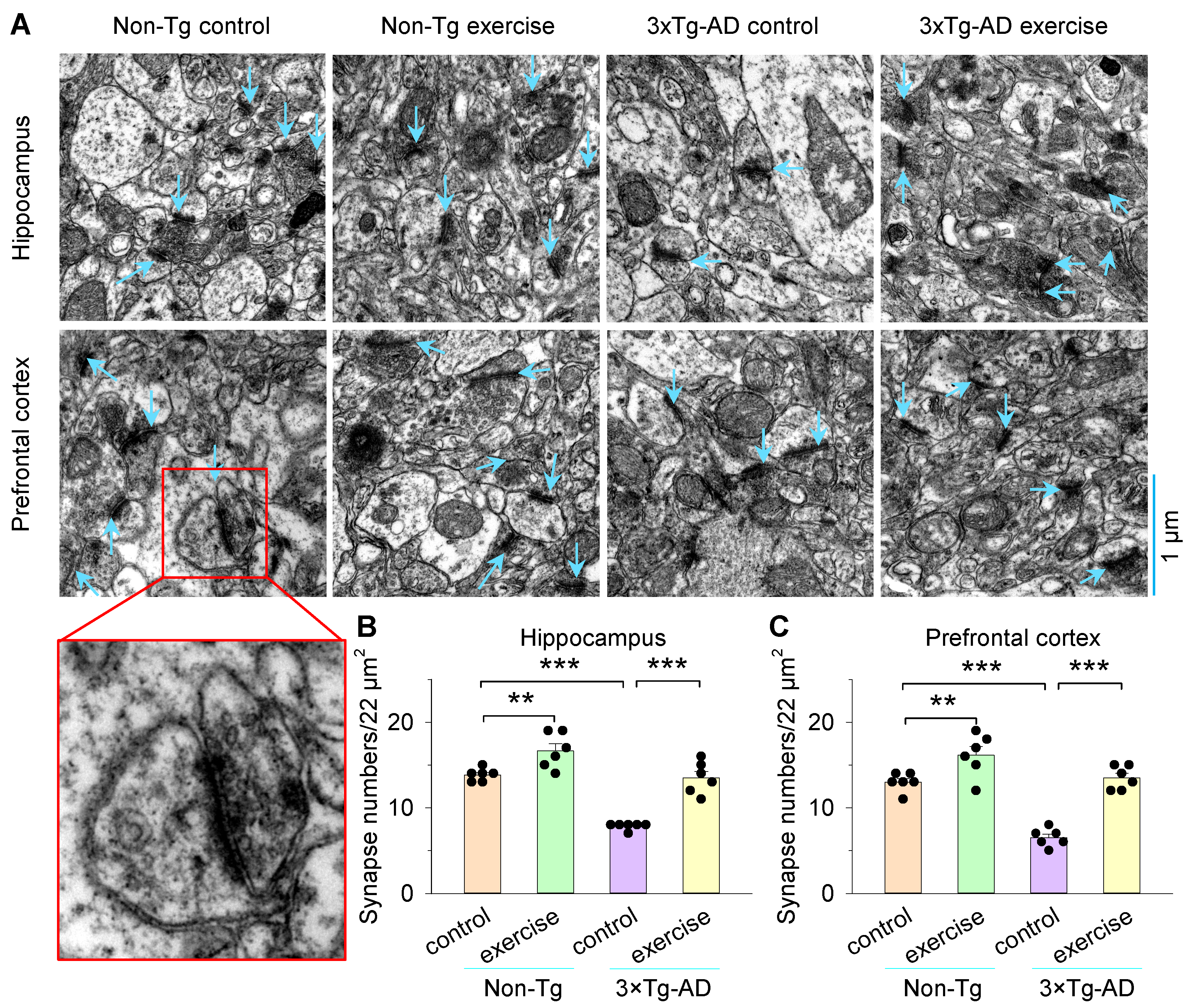 Cells 11 00244 g002 Cells 11 00244 g002