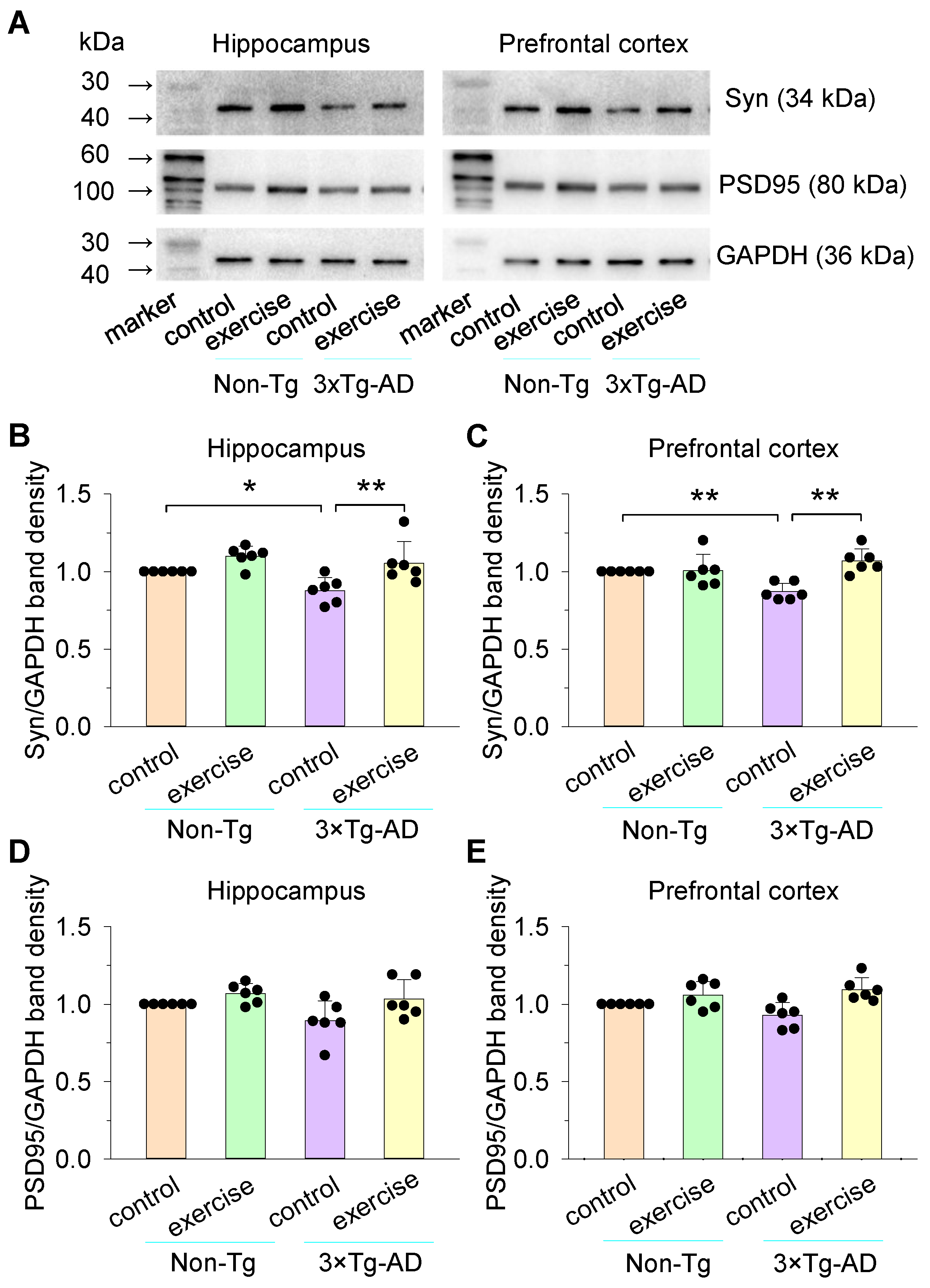 Cells 11 00244 g004 Cells 11 00244 g004
