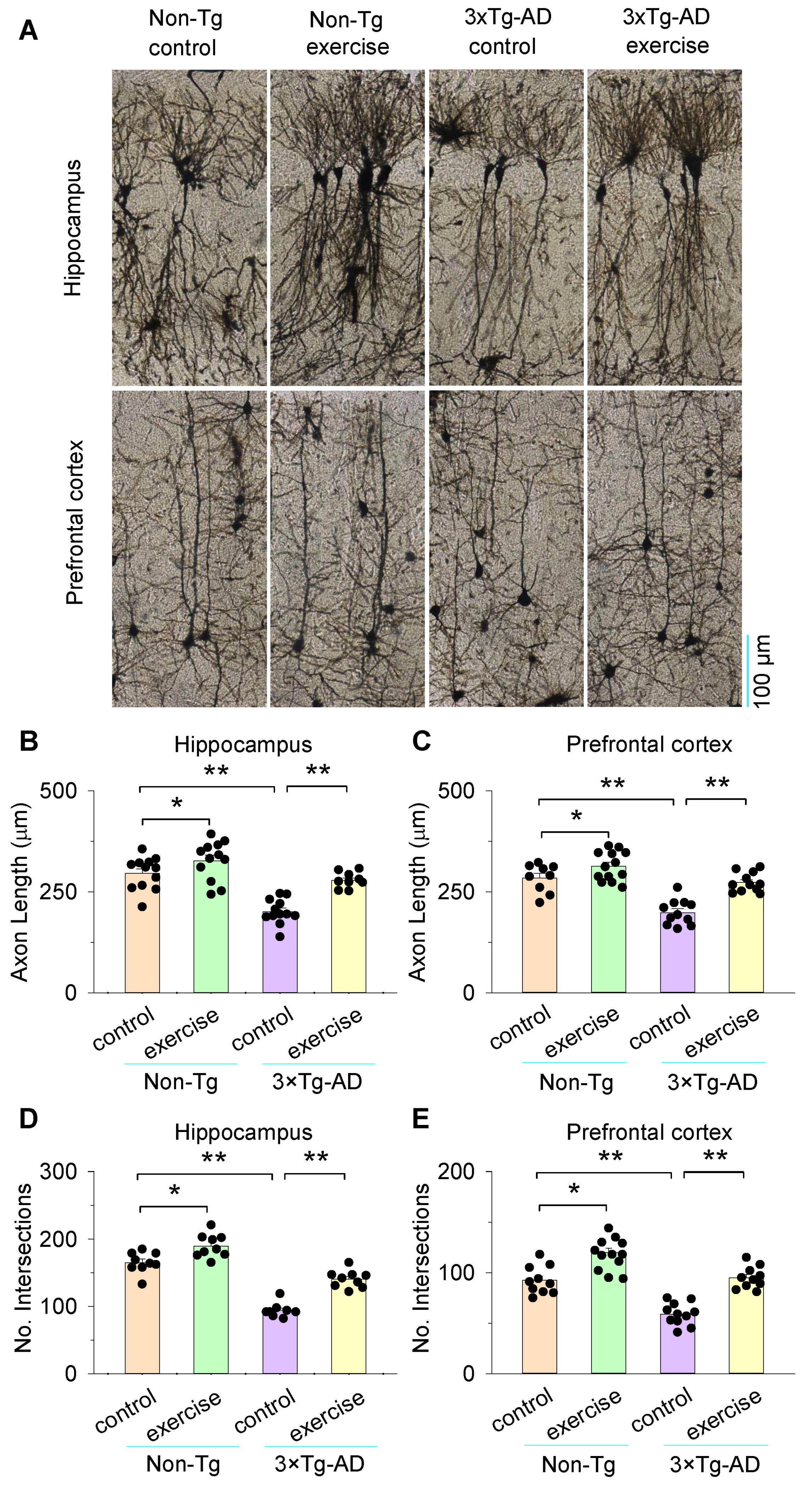 Cells 11 00244 g005 Cells 11 00244 g005