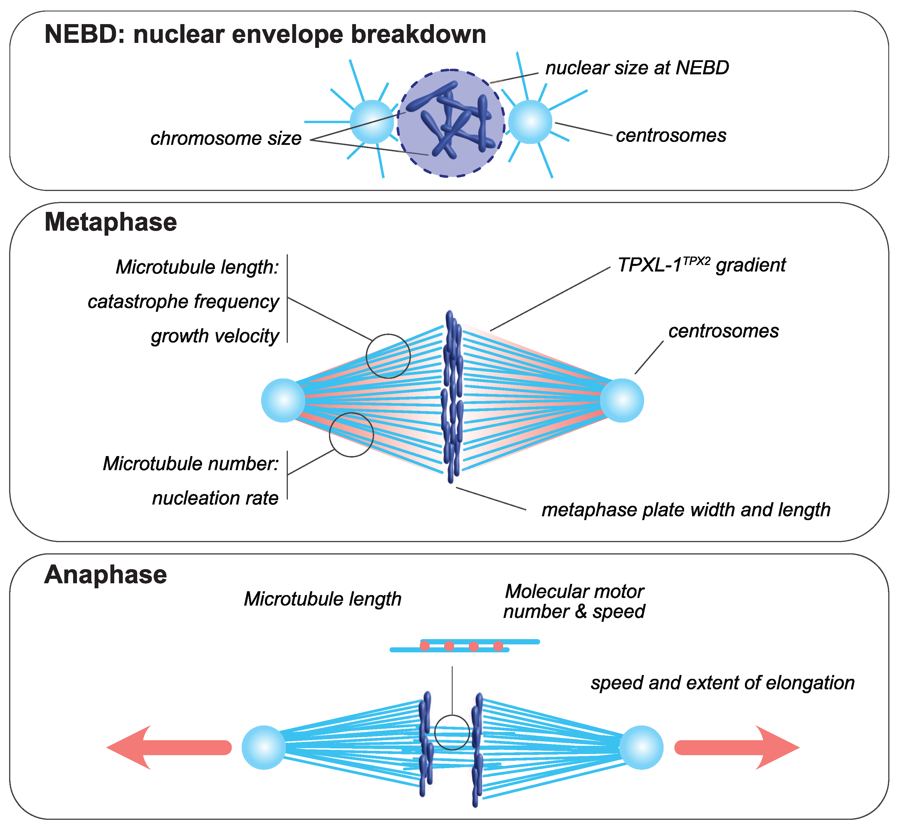 Cells | Free Full-Text | Spatial and Temporal Scaling of Microtubules and Mitotic  Spindles | HTML