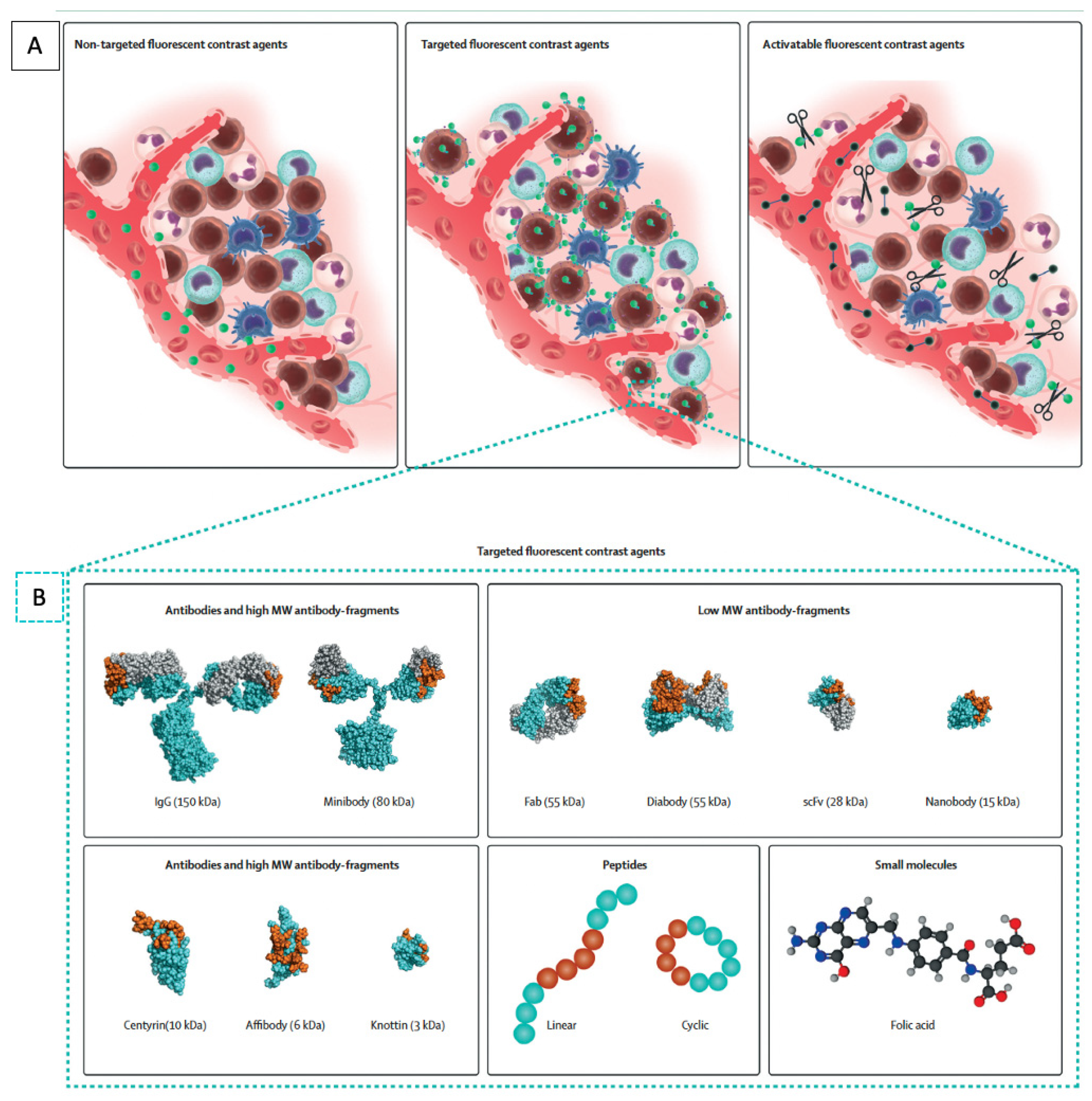 Cells 11 00249 g001 550