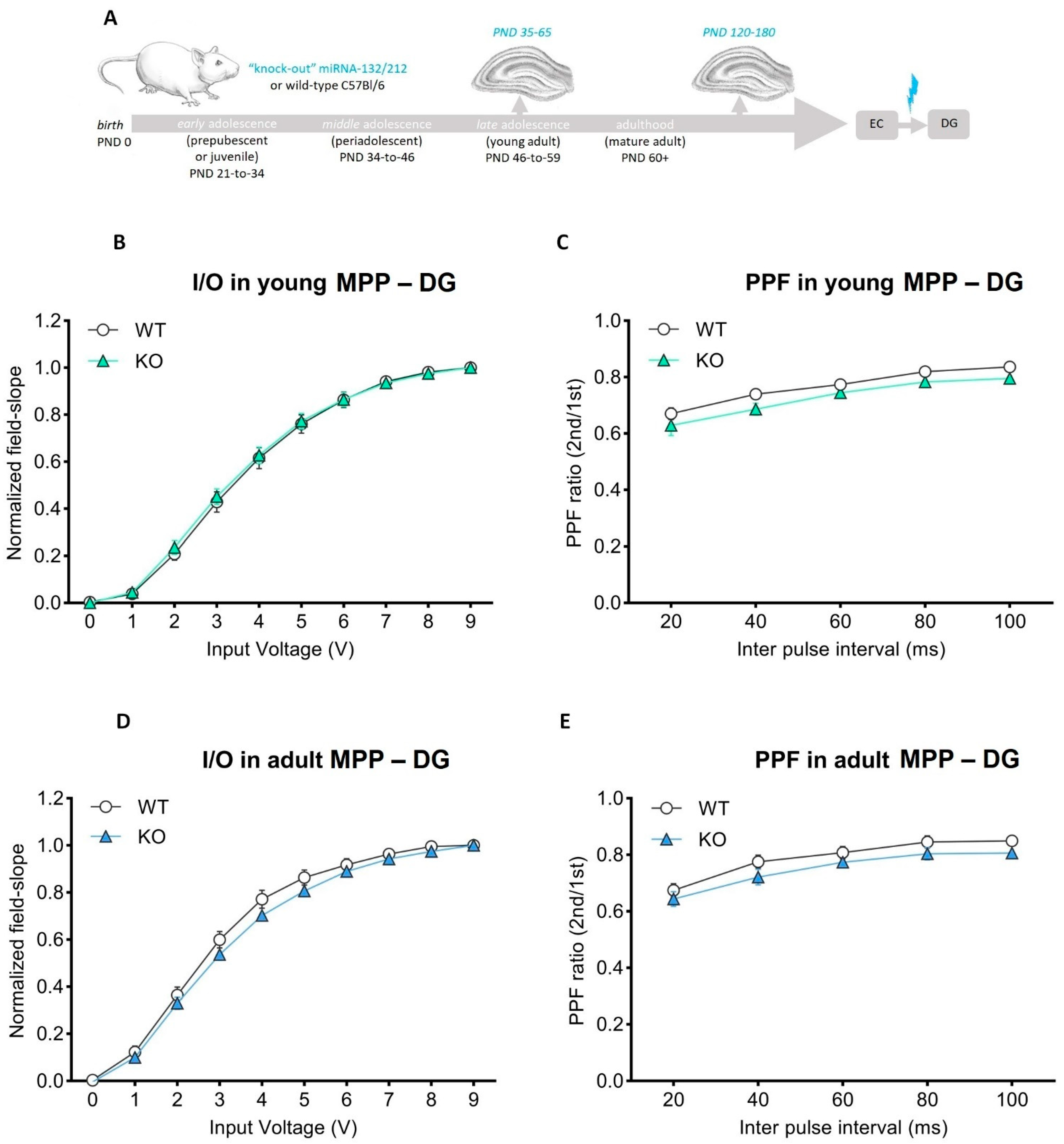 Cells 11 00261 g003 Cells 11 00261 g003
