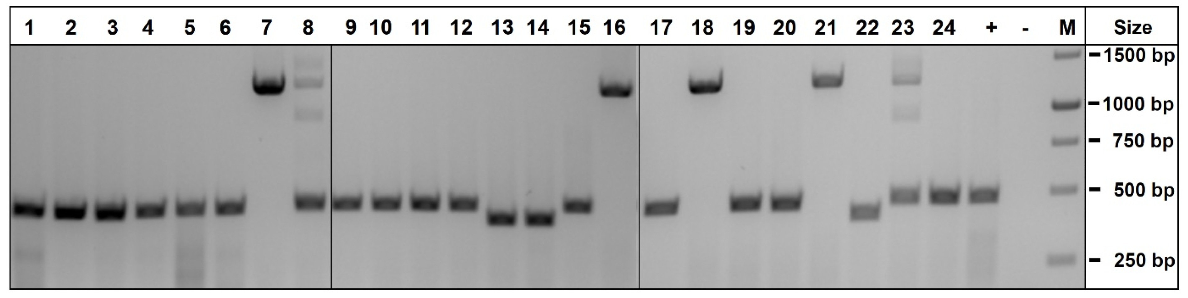 Cells 11 00268 g002 550