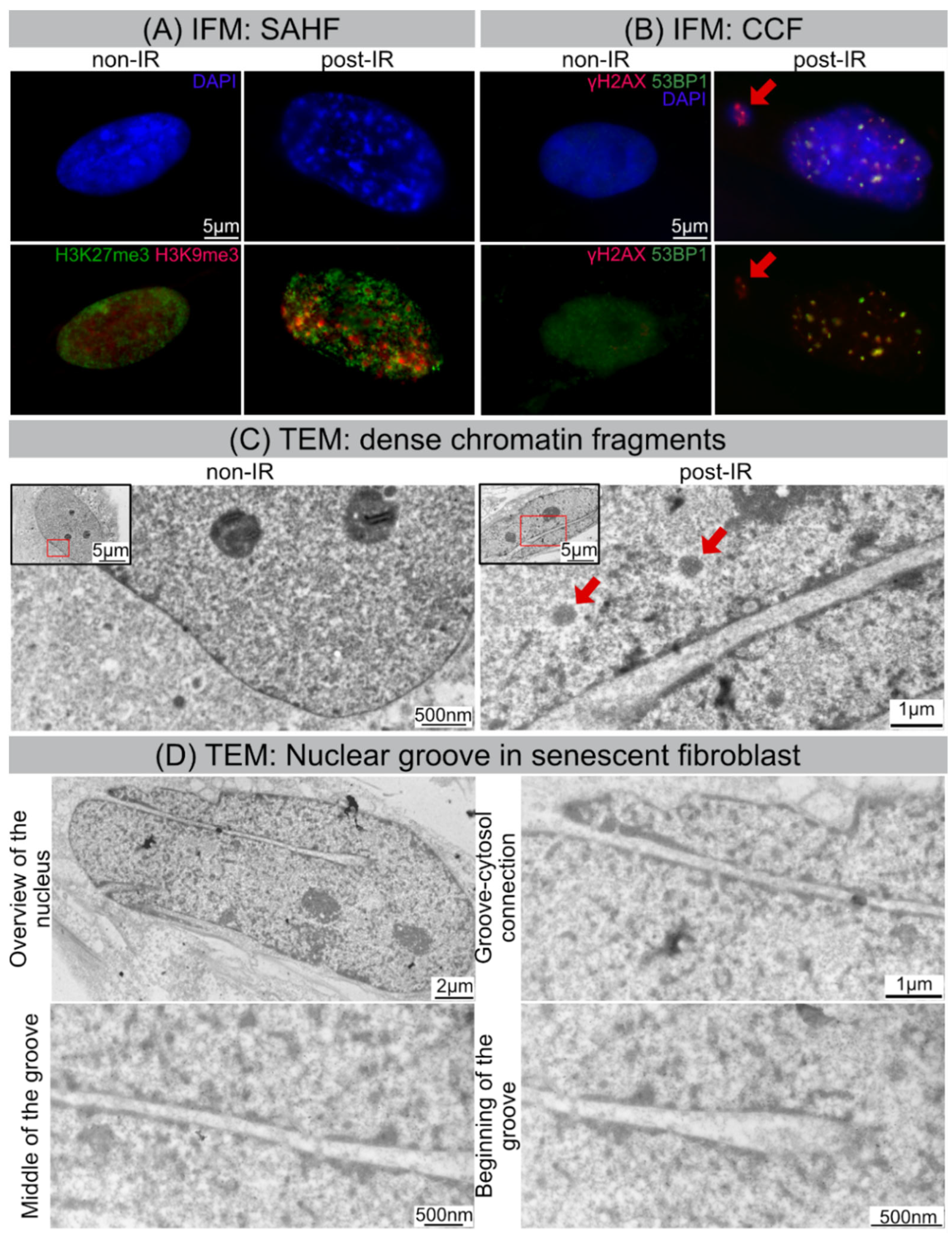 Cells 11 00273 g003 550