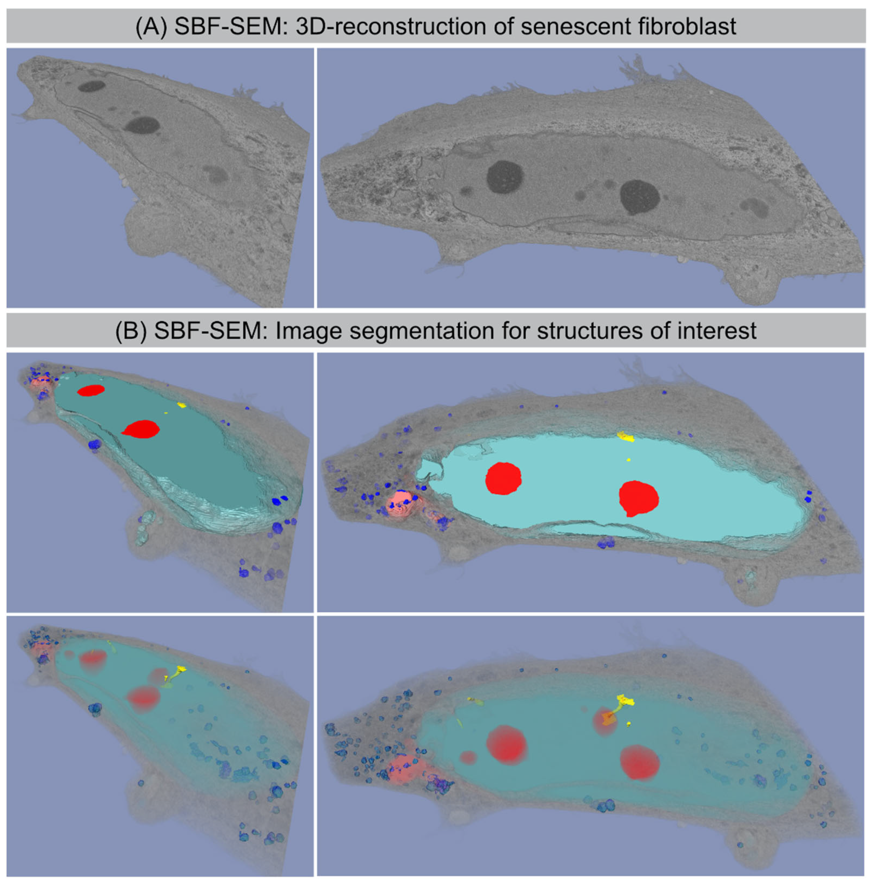 Cells 11 00273 g004 550