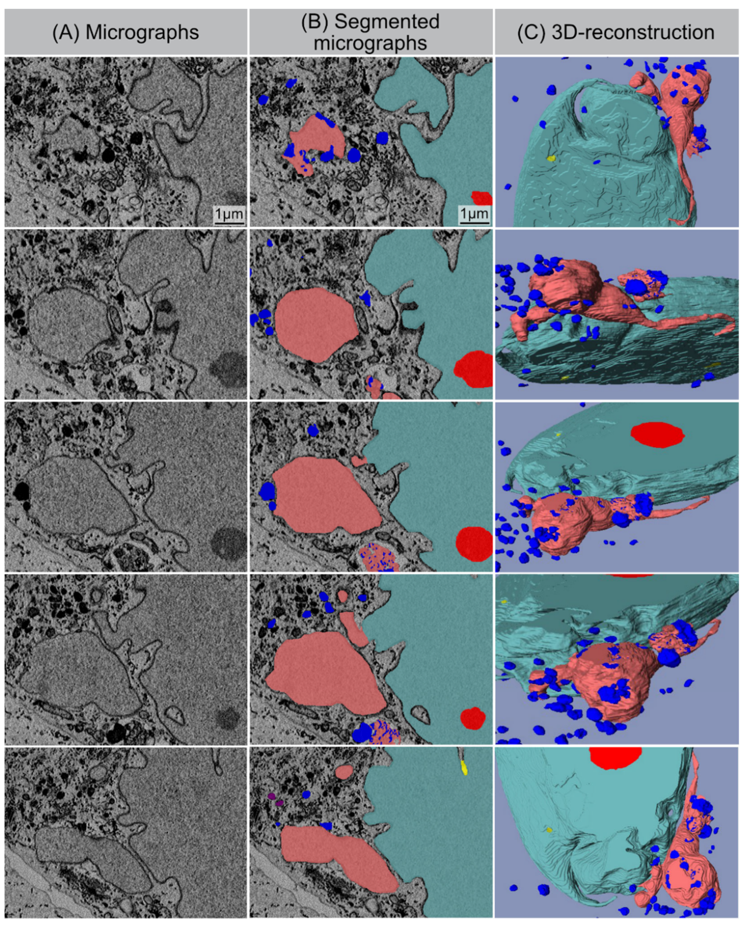 Cells 11 00273 g005 550