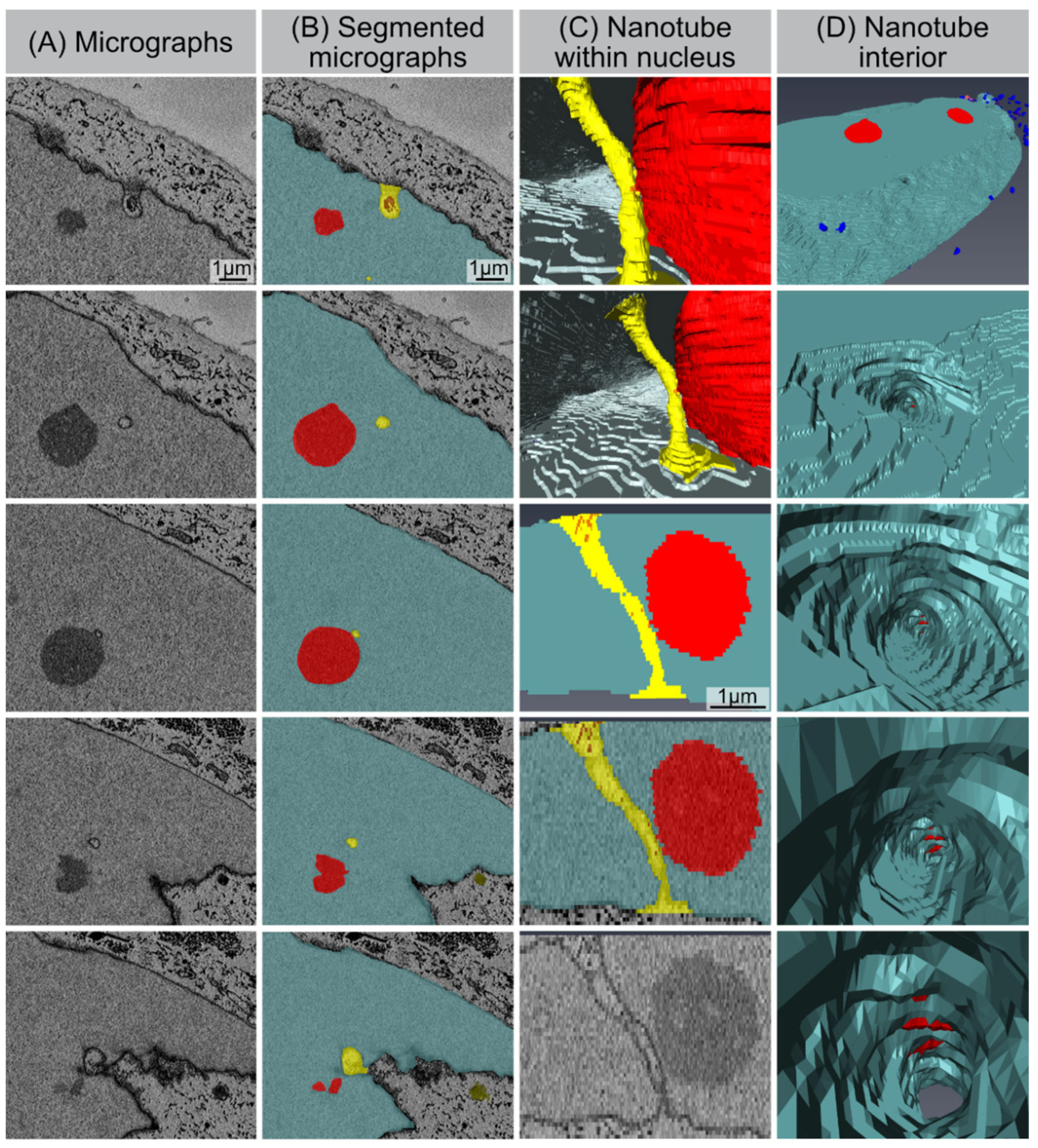 Cells 11 00273 g006 550