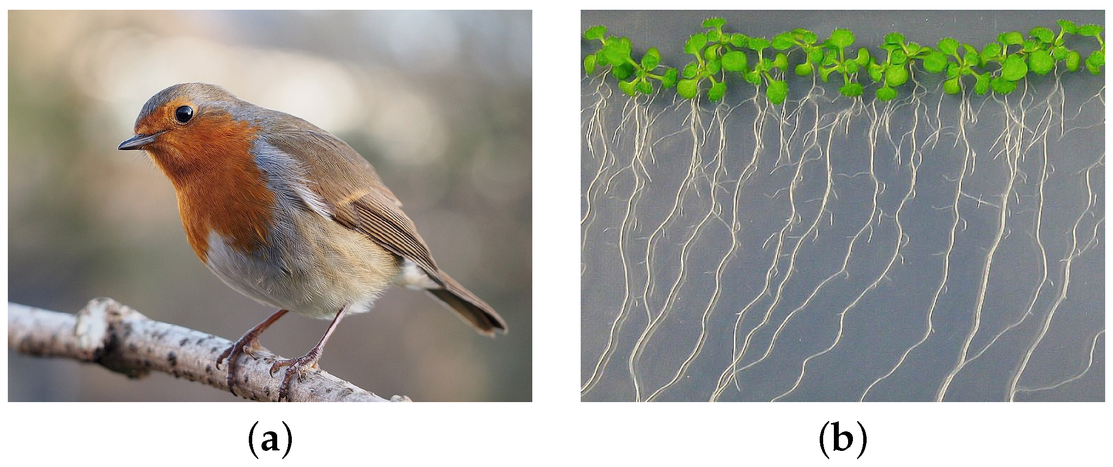 Cells 11 00274 g002 550