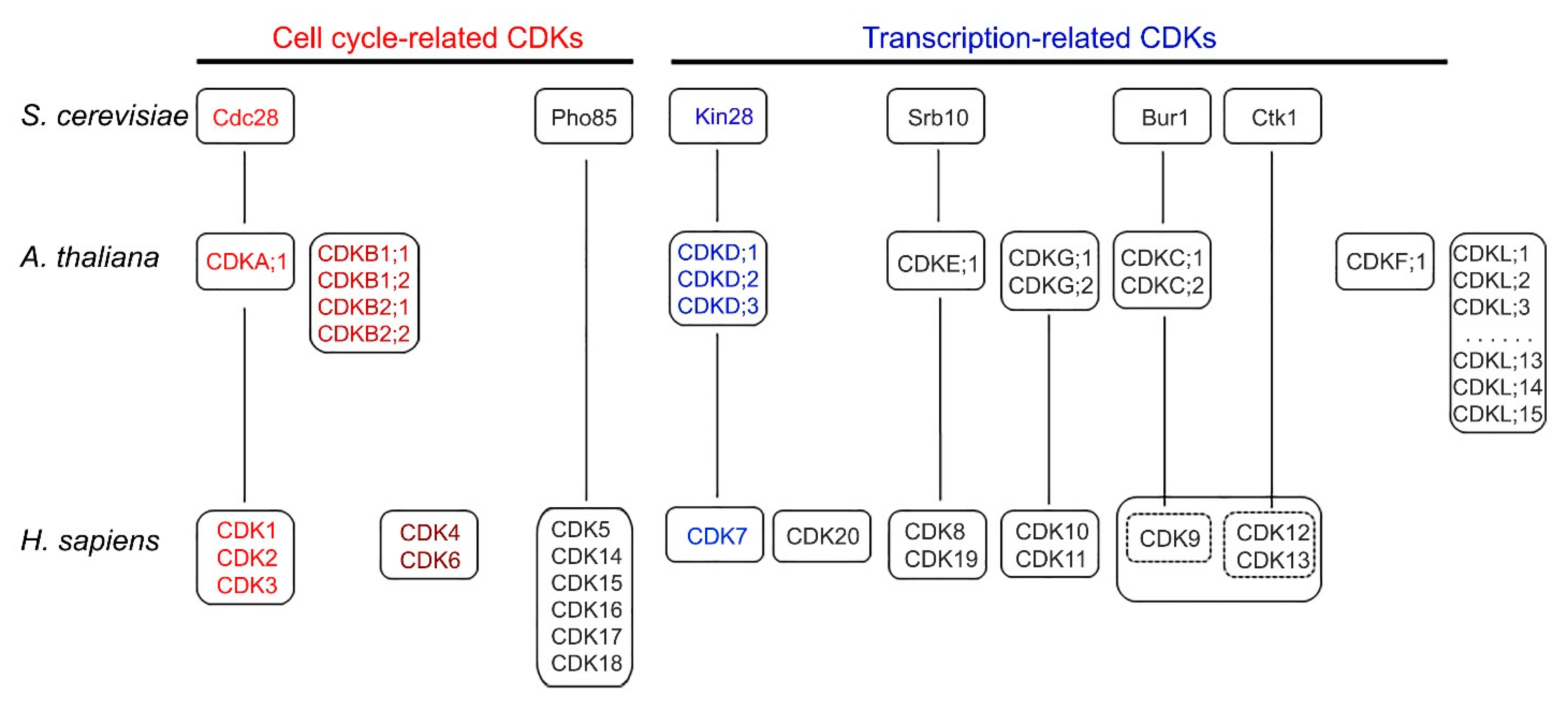 Cells 11 00279 g002 Cells 11 00279 g002