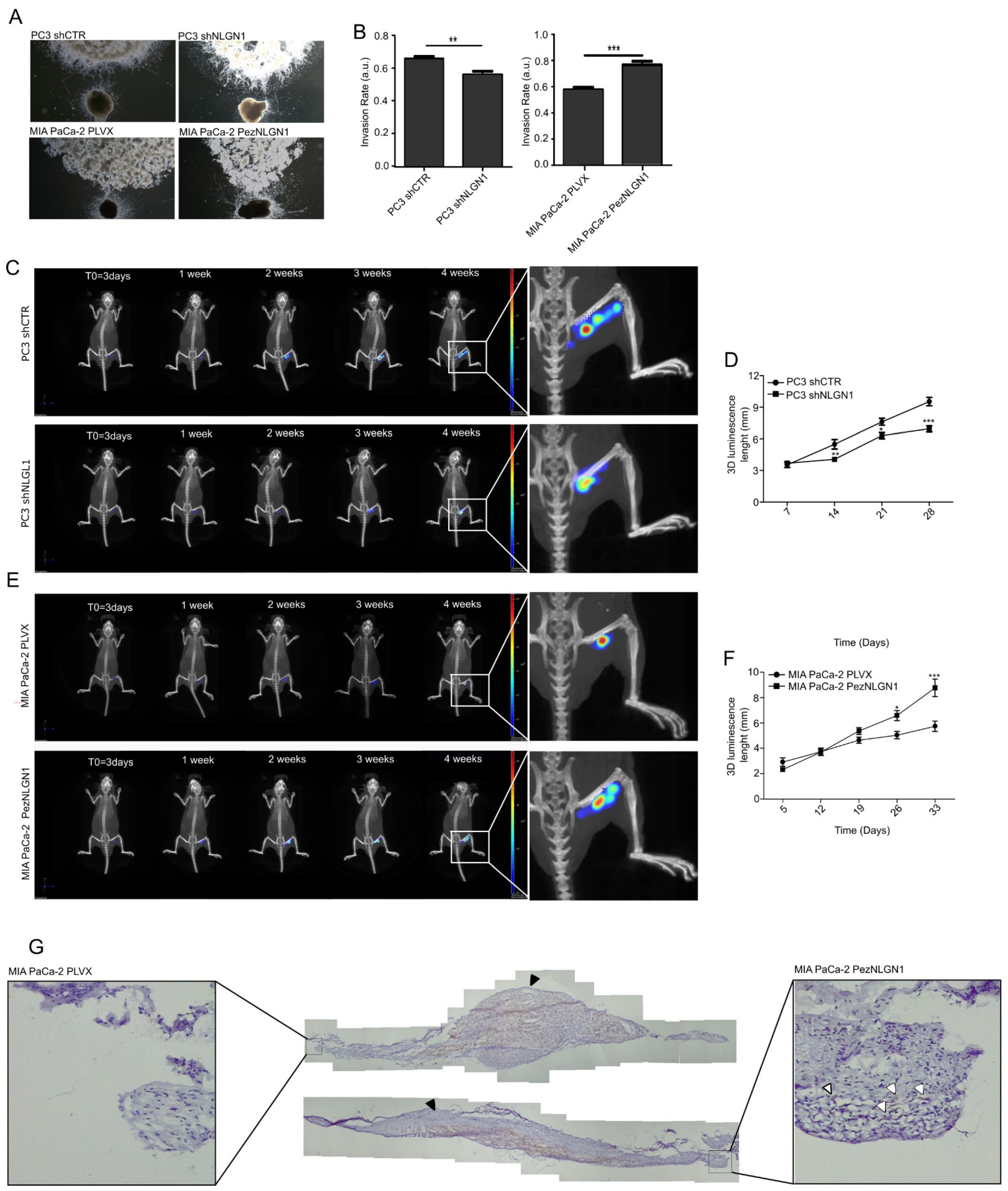 Cells 11 00280 g002 Cells 11 00280 g002