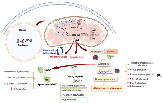 Implication of Adult Hippocampal Neurogenesis in Alzheimer’s Disease ...