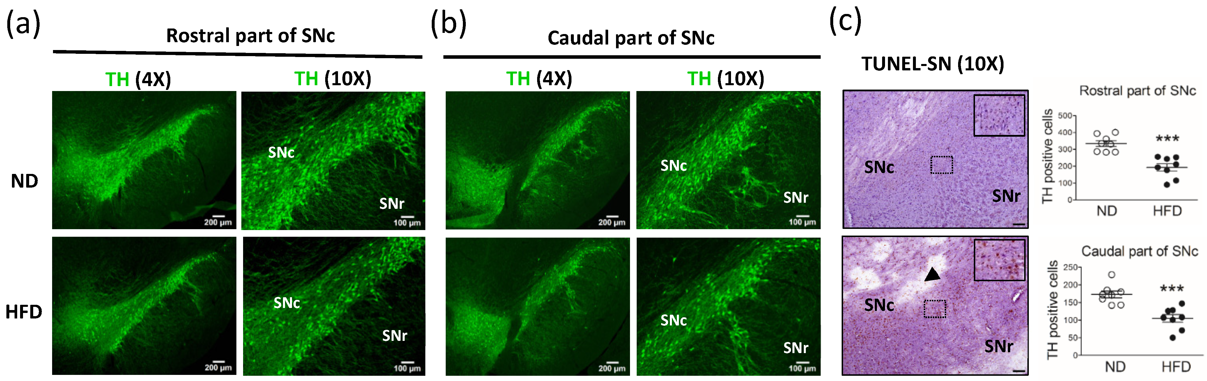 Cells 11 00295 g004 550