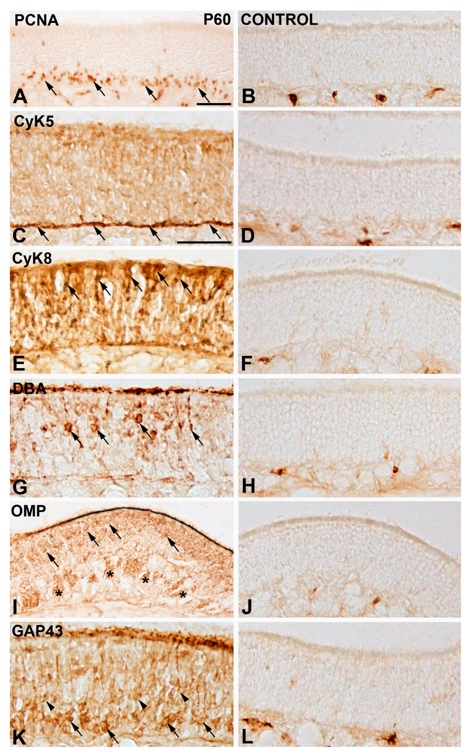Cells 11 00298 g001 550