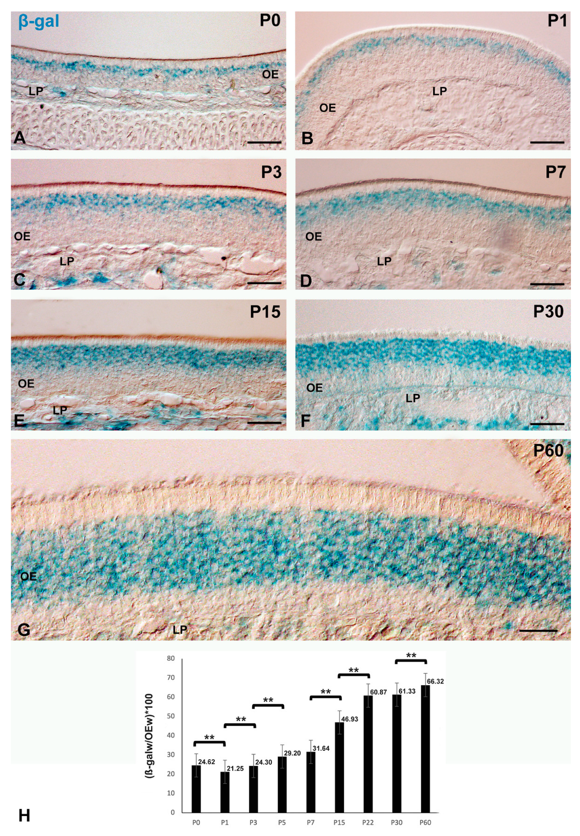 Cells 11 00298 g002 550