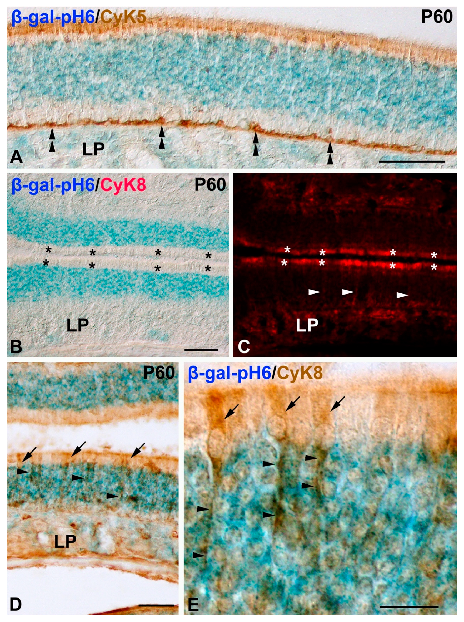 Cells 11 00298 g004 550