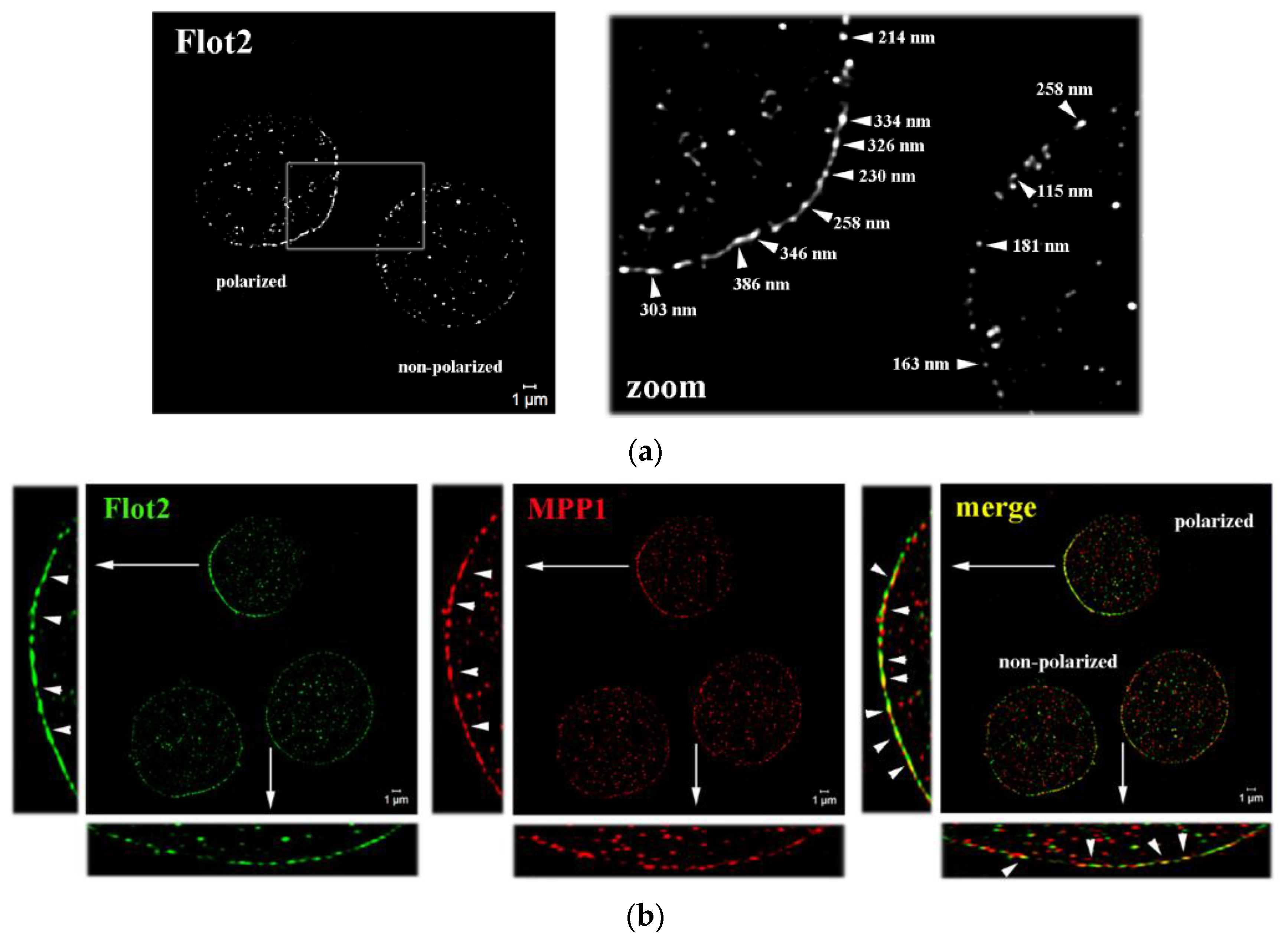 Cells 11 00311 g001 550