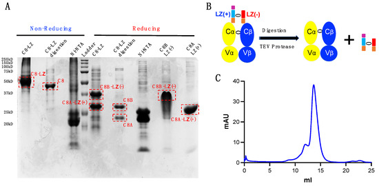 A Leucine Zipper Dimerization Strategy to Generate Soluble T Cell ...