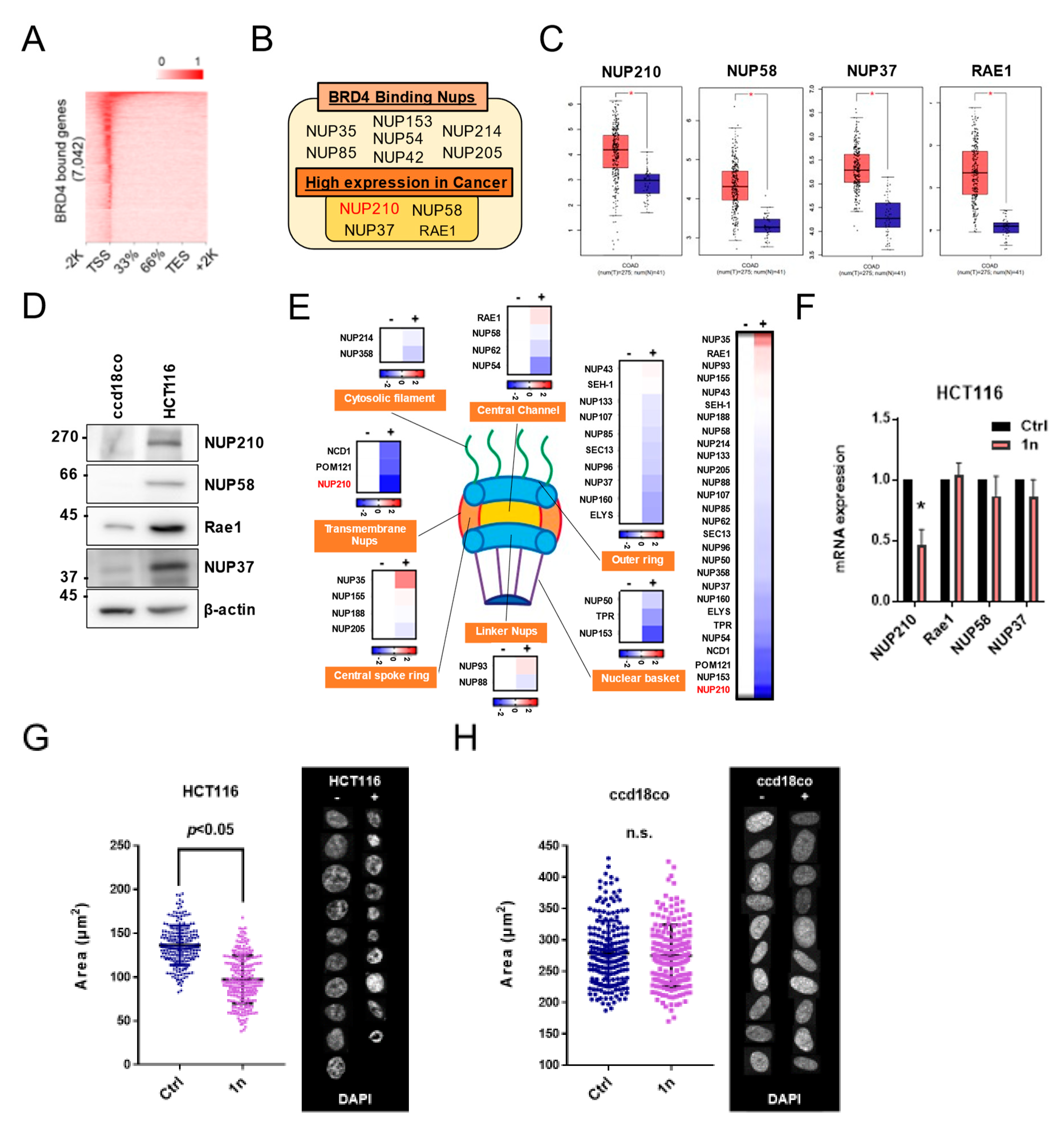 Cells 11 00317 g003 550