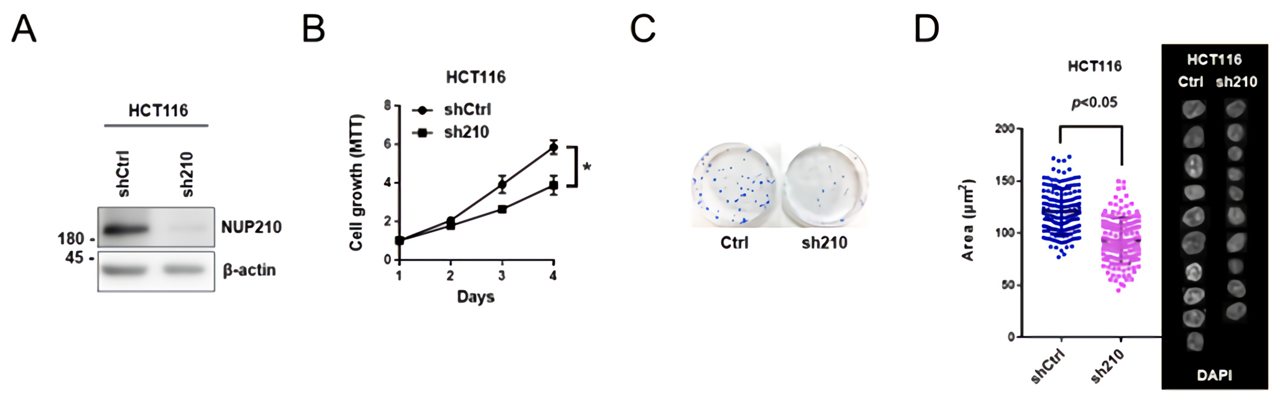 Cells 11 00317 g004 550