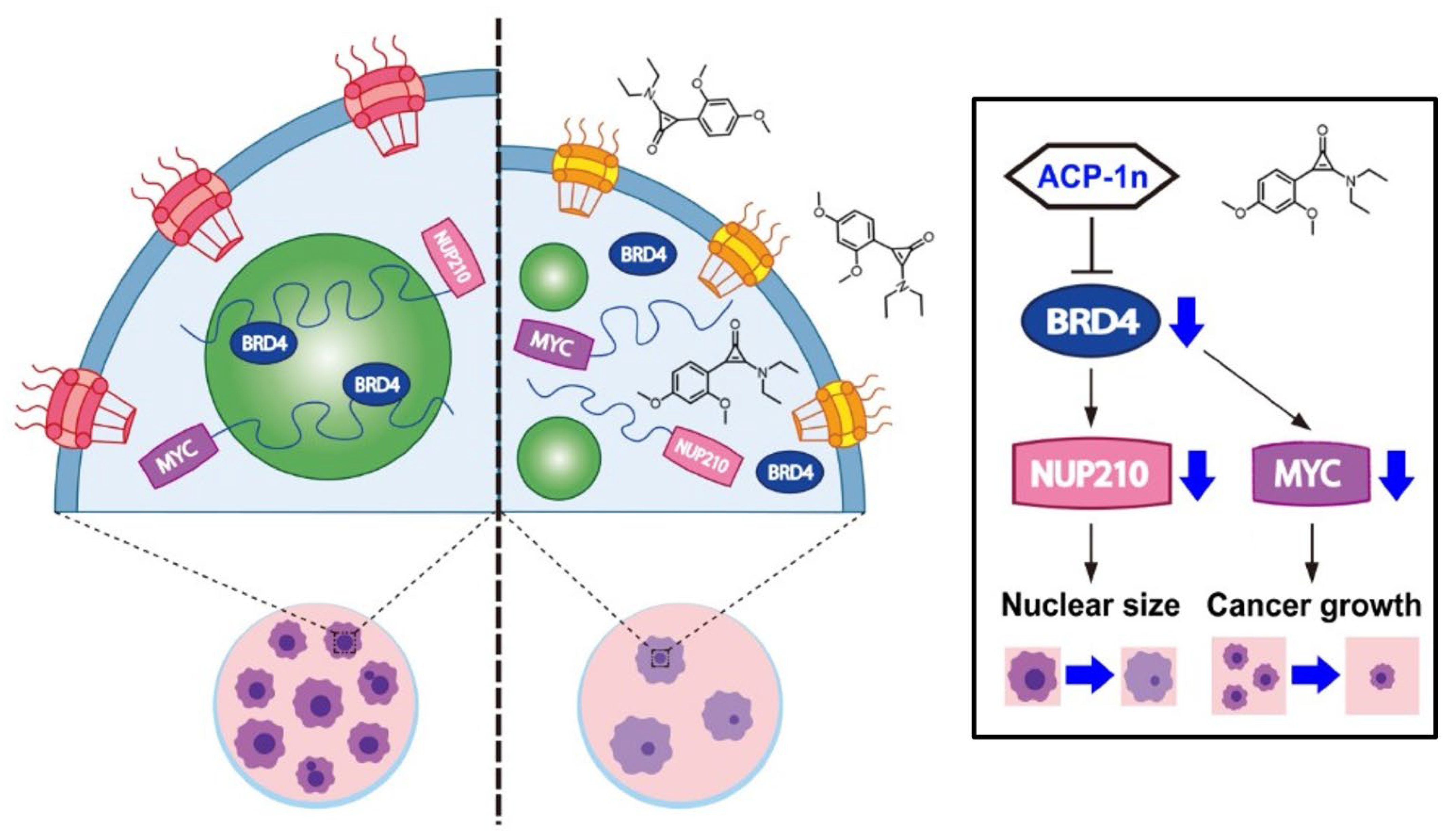 Cells 11 00317 g006 550