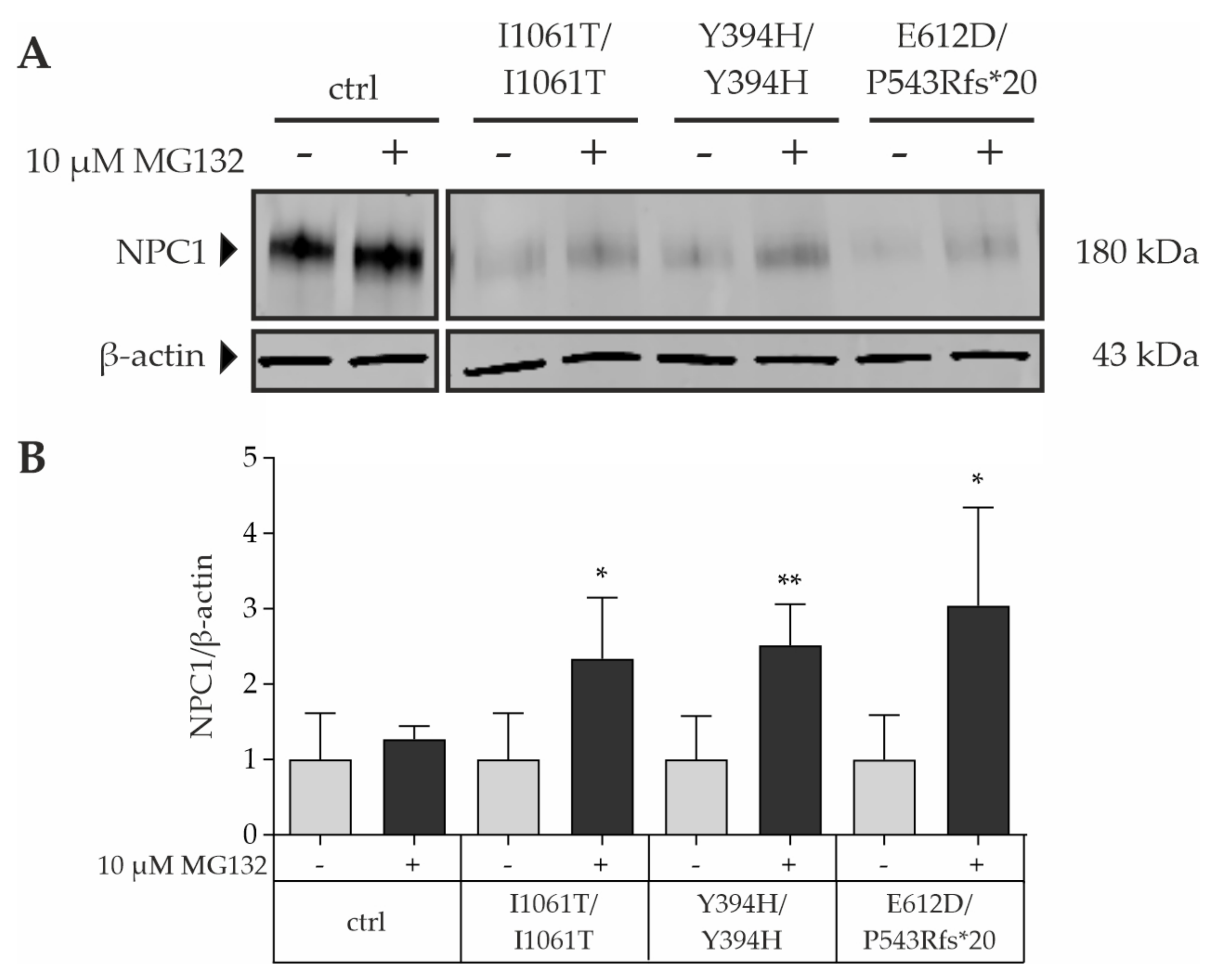 Cells 11 00319 g004 Cells 11 00319 g004