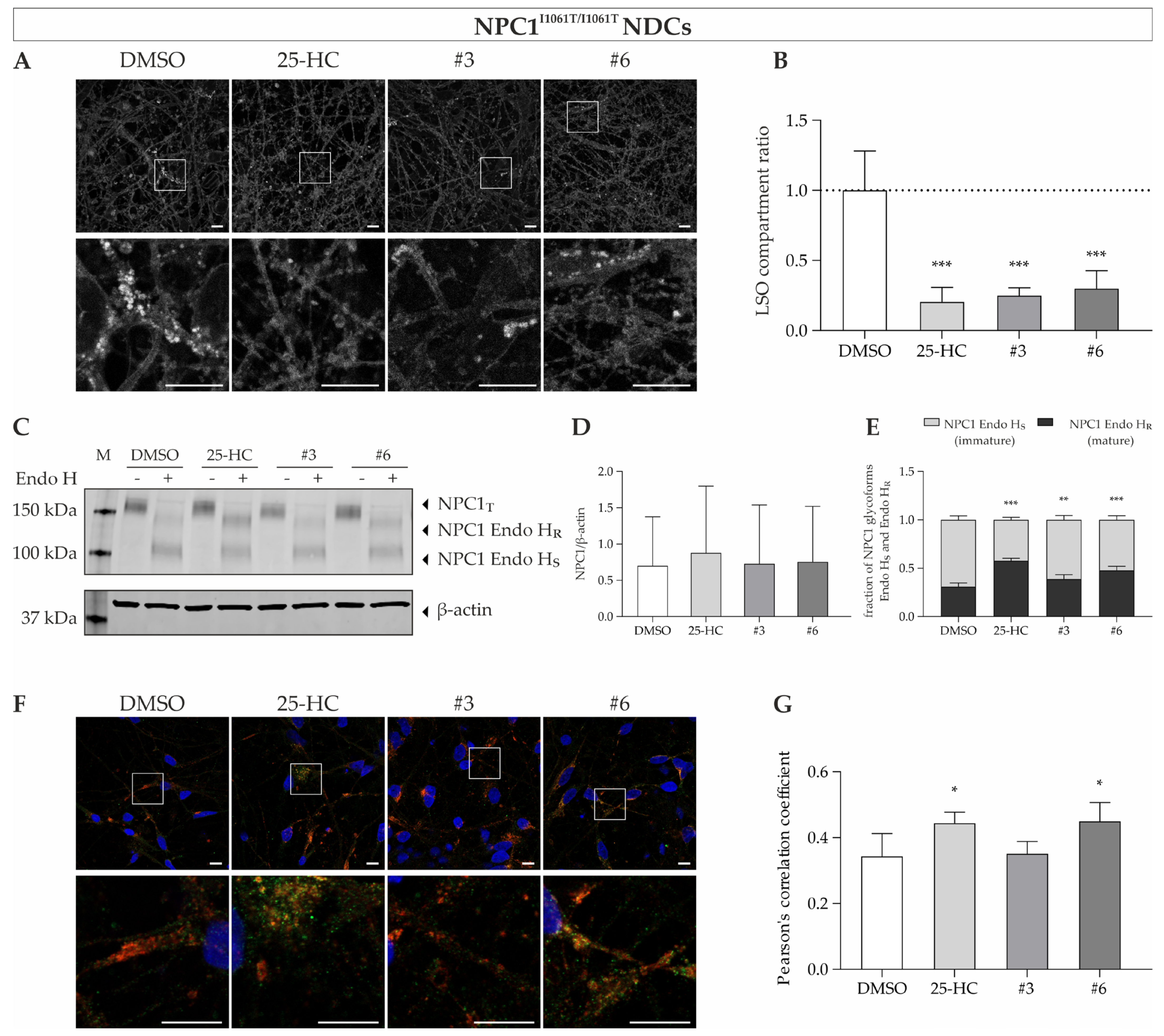 Cells 11 00319 g008 Cells 11 00319 g008