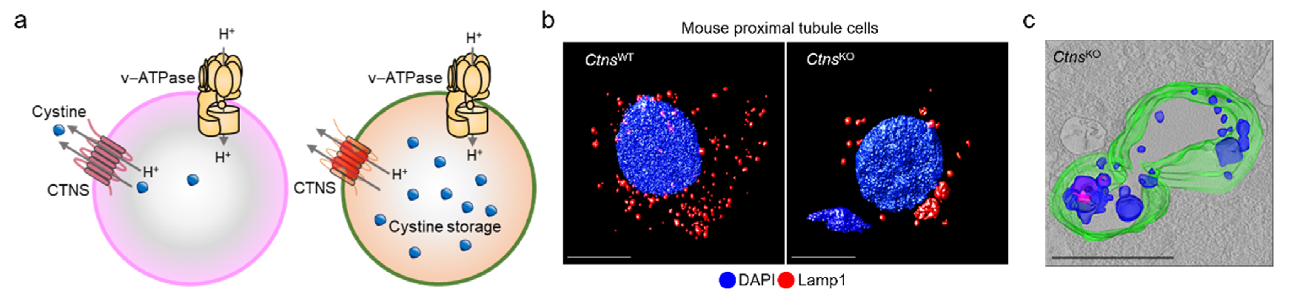 Cells 11 00326 g003