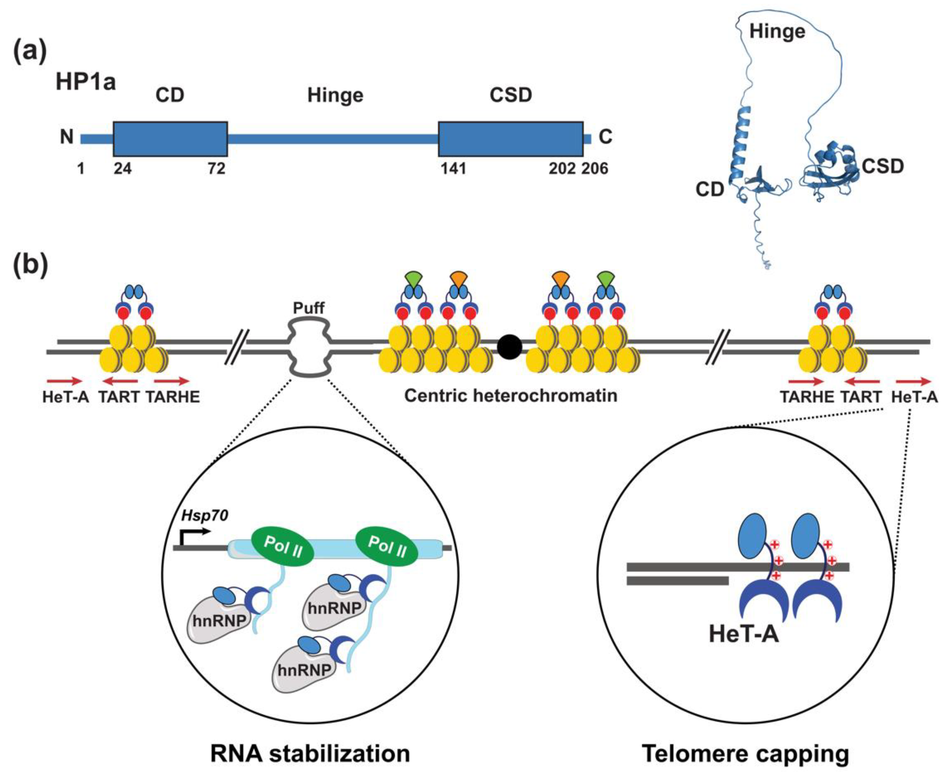 Cells 11 00330 g001 Cells 11 00330 g001
