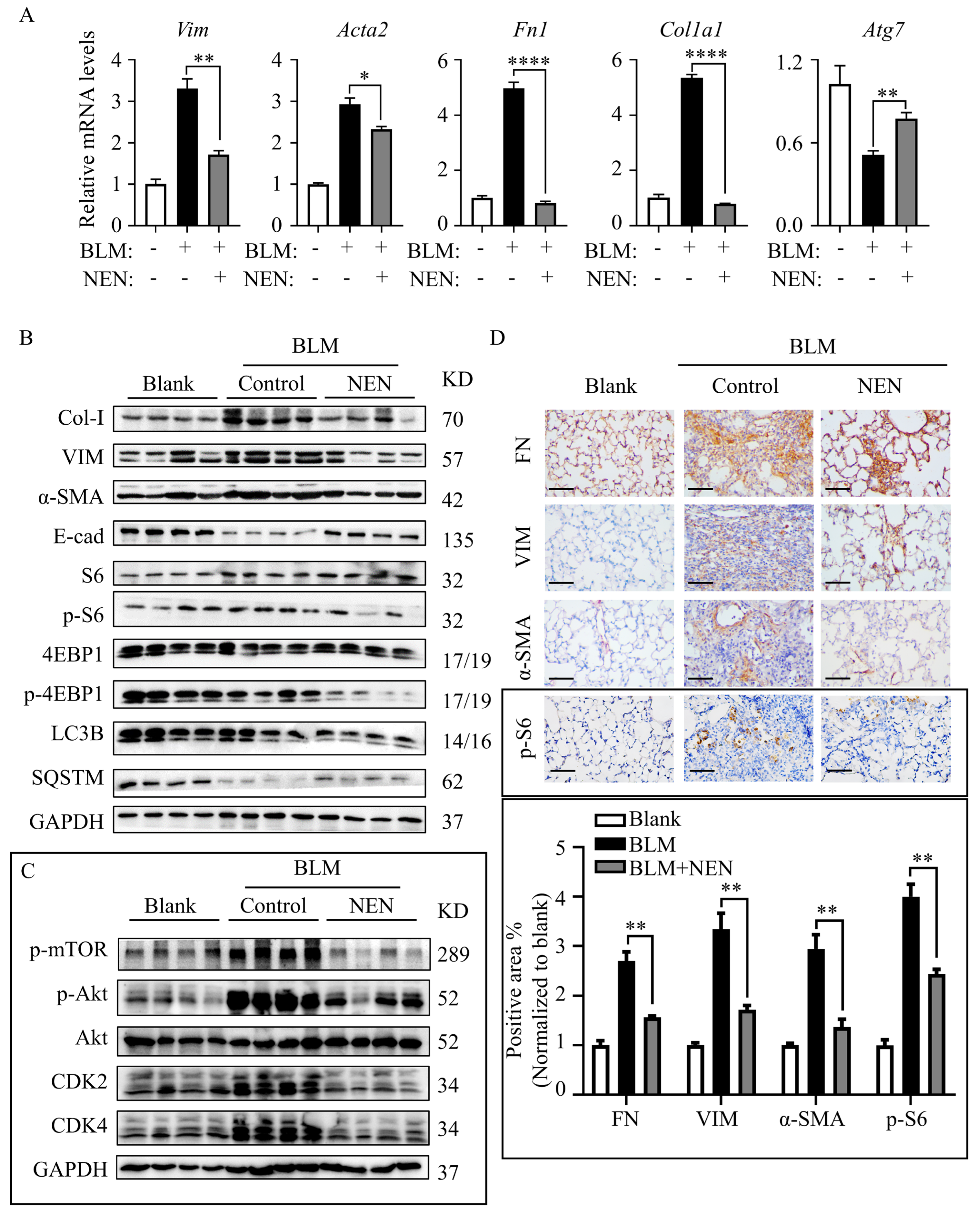 Cells 11 00346 g006 550