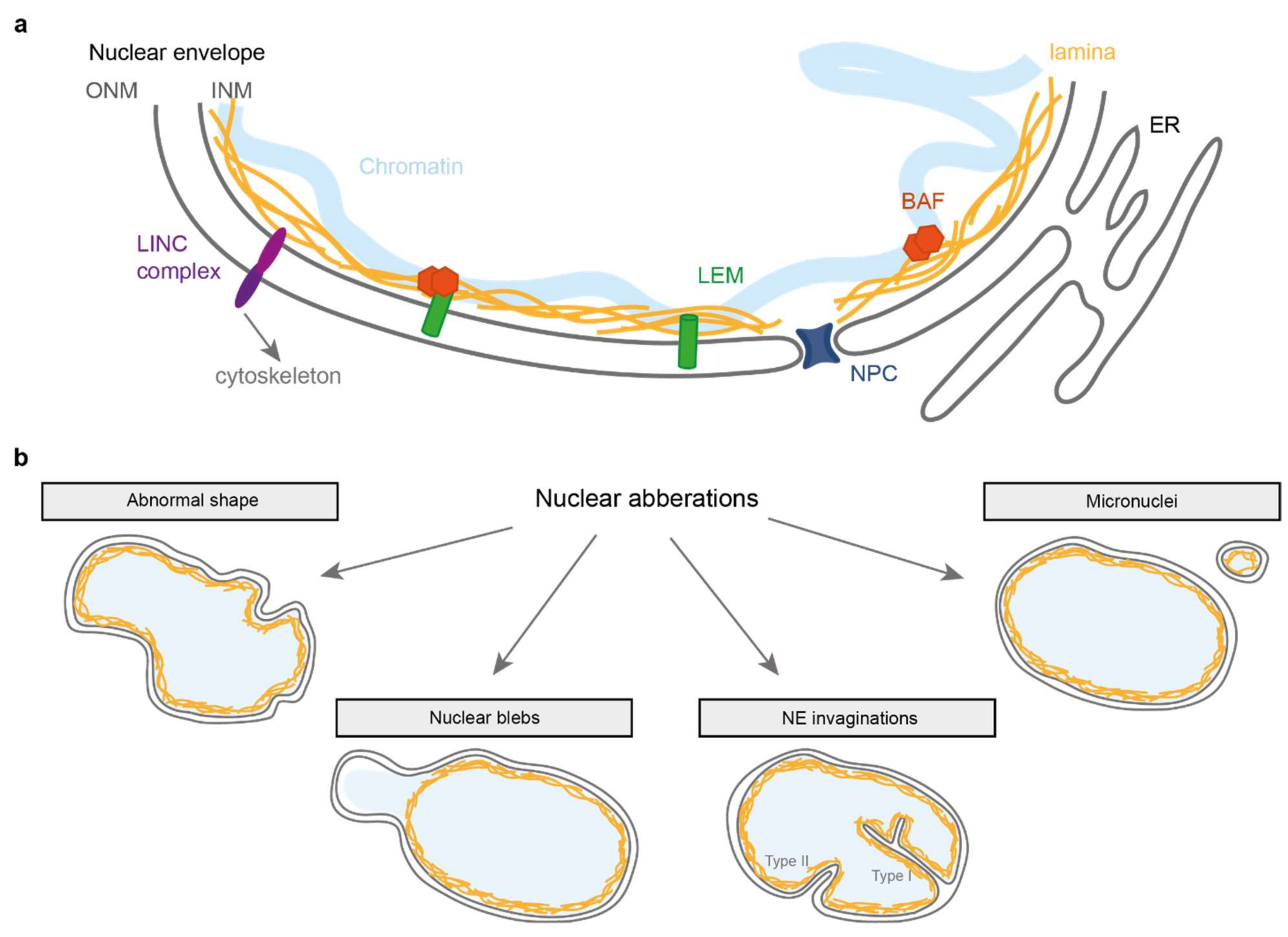 nuclear lamina progeria