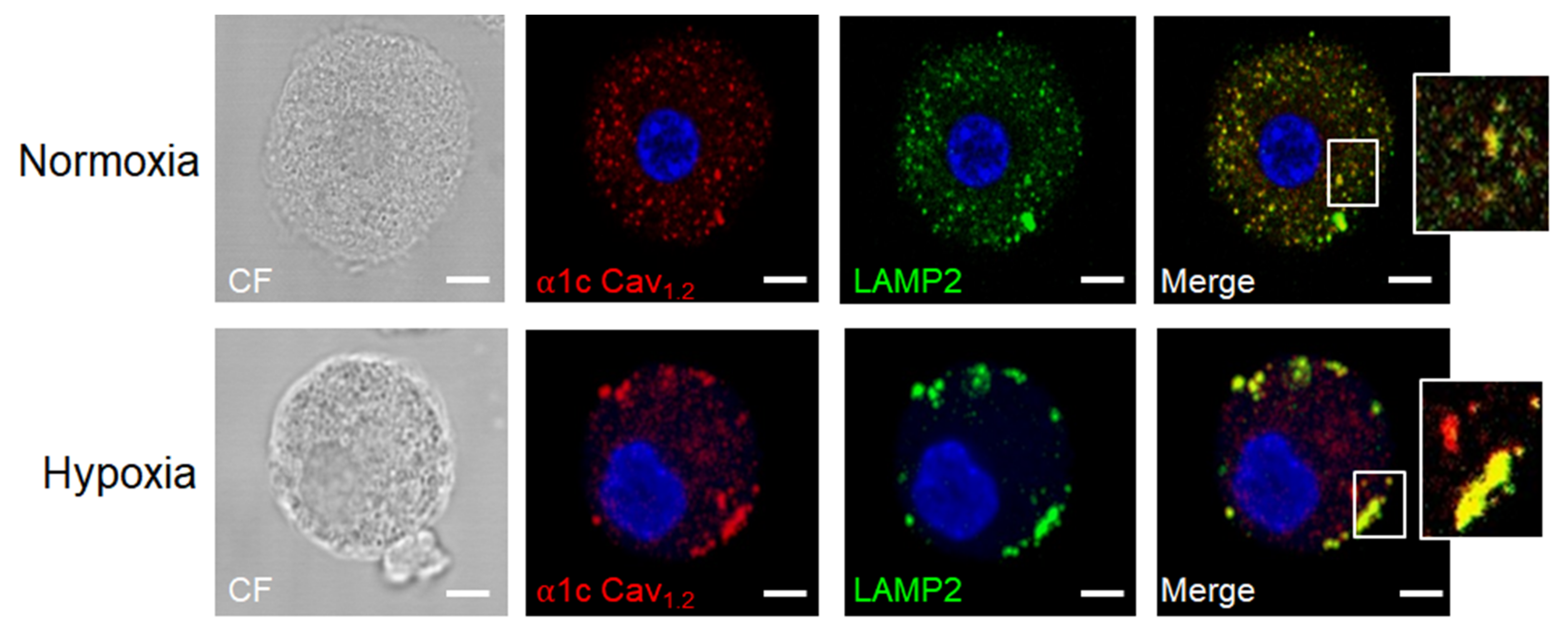 Cells 11 00349 g004 Cells 11 00349 g004